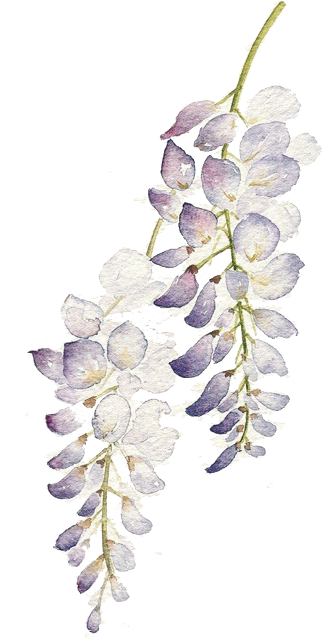 紫藤水彩花卉藝術 壁紙 — 一幅精緻的水彩紫藤蔓，柔和的紫色和白色花朵在純黑背景上如瀑布般垂落。
