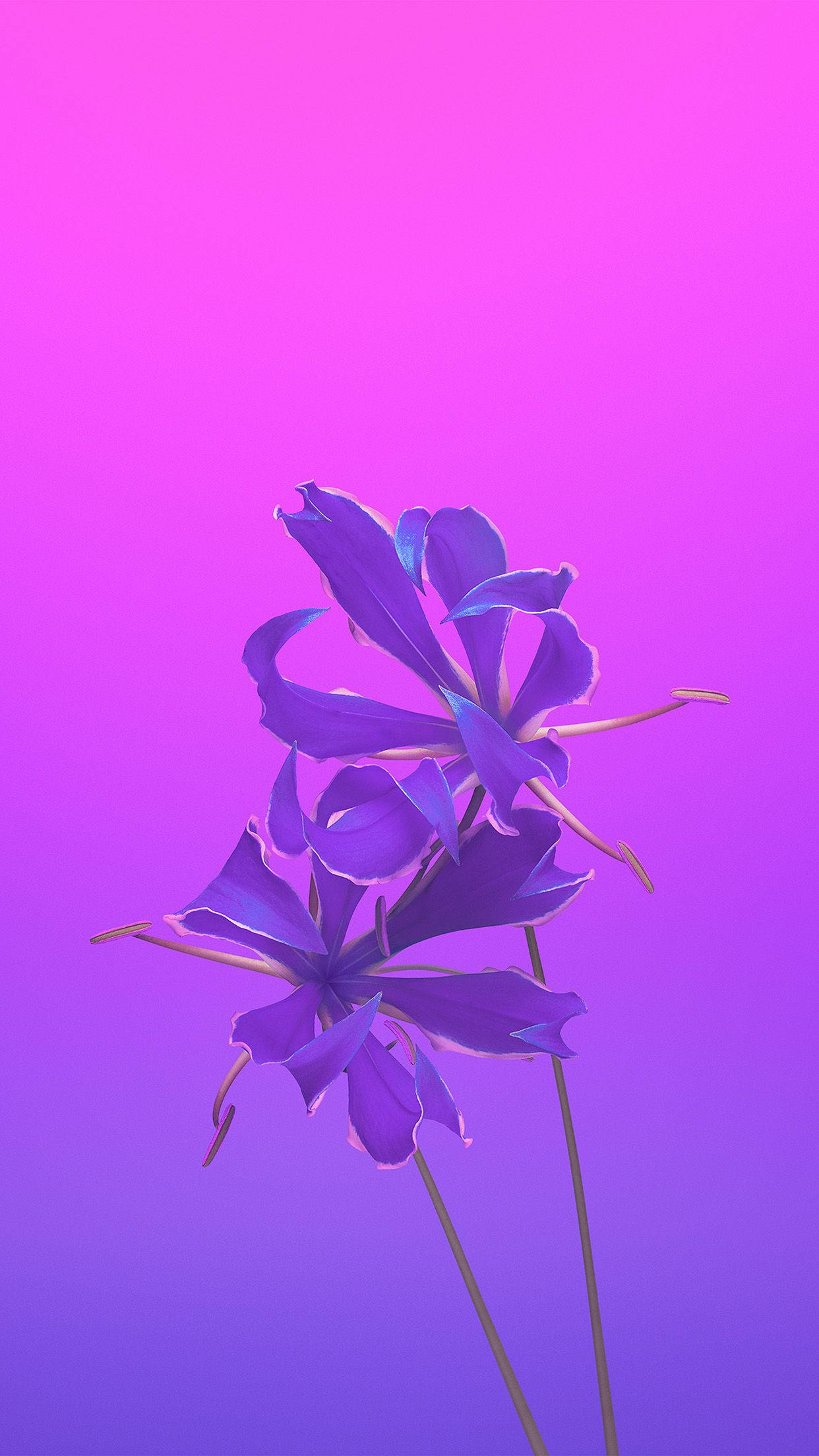 紫調花蘋果壁紙 壁紙 — 兩朵優雅的紫色花朵，花瓣細膩，立在粉紅到紫色的漸變背景上。