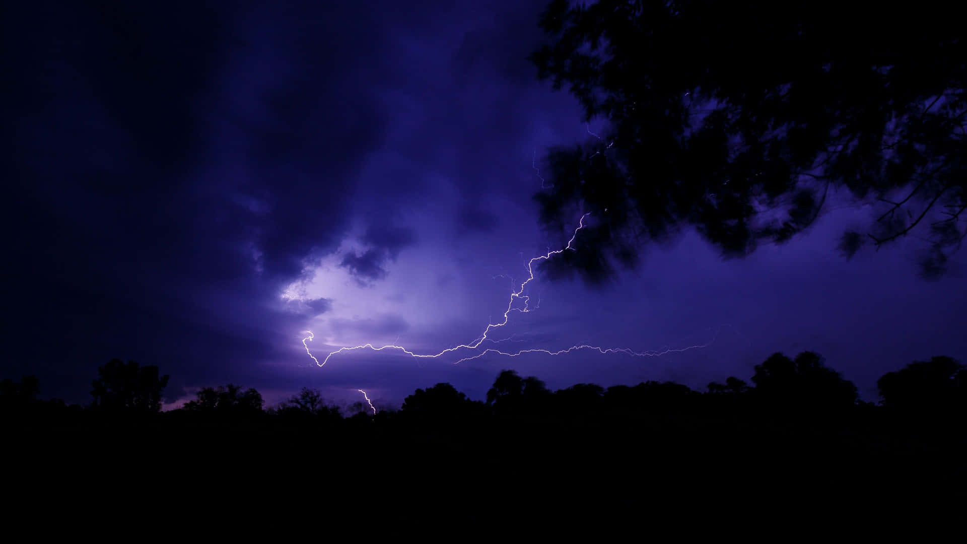 閃電在暴風雨的紫色夜空上閃爍，映襯著樹木的剪影。