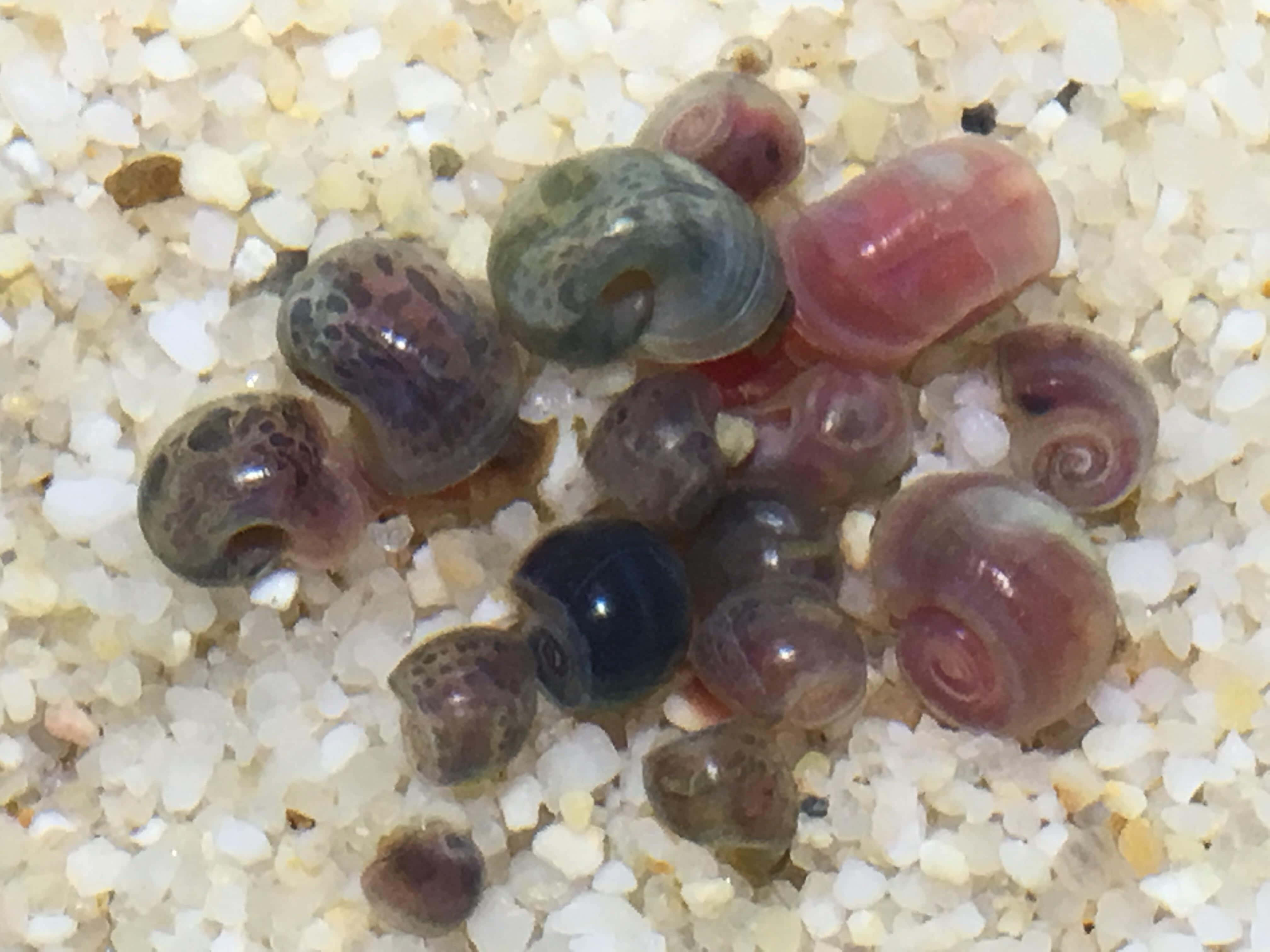 Pink Snail 桌布 壁紙 — 細小半透明帶斑點圖案的蝸牛殼，特寫視角下靜置於粗糙白色沙粒上。