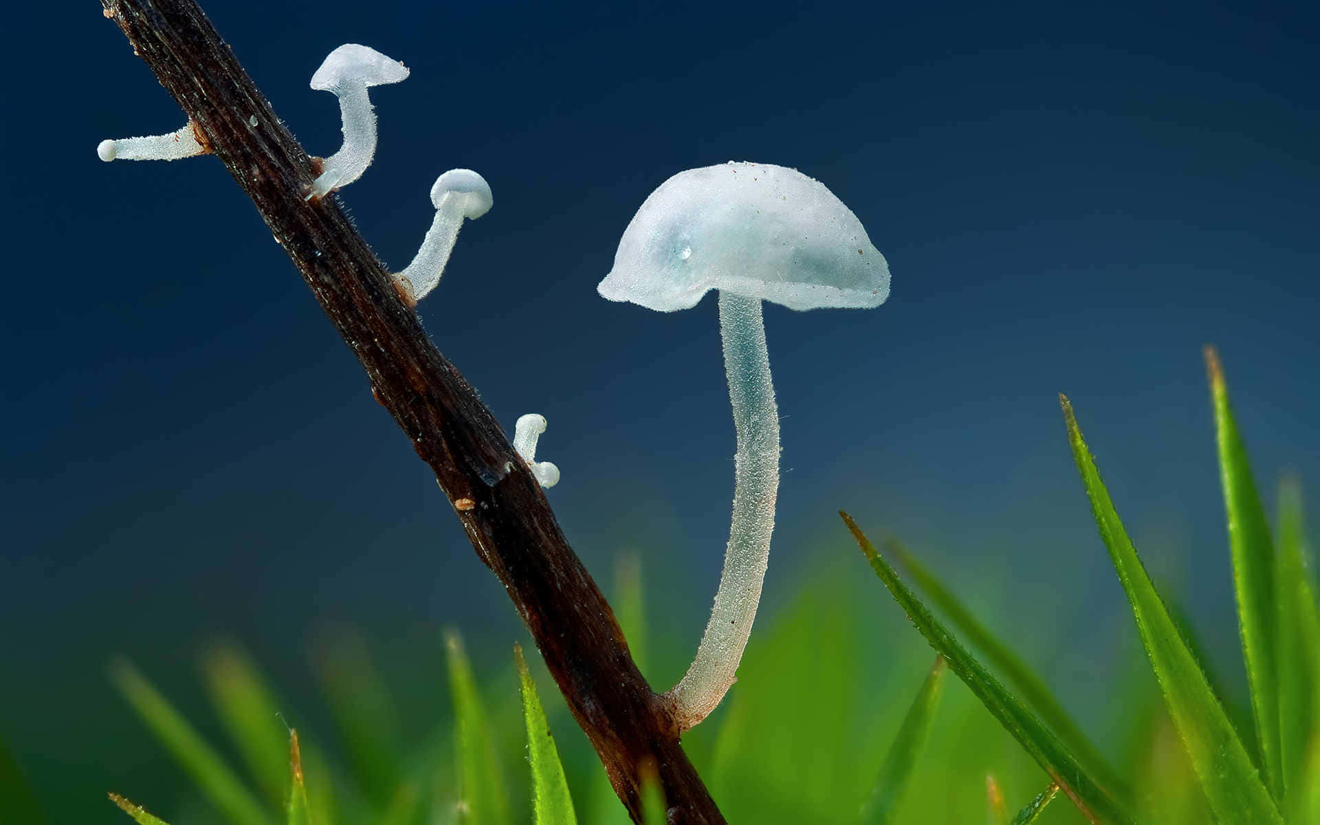 透明 桌布 壁紙 — 細小半透明白色蘑菇在深色樹枝上精緻地生長，背景是深藍色漸變天空，下方有充滿活力的綠色草地。