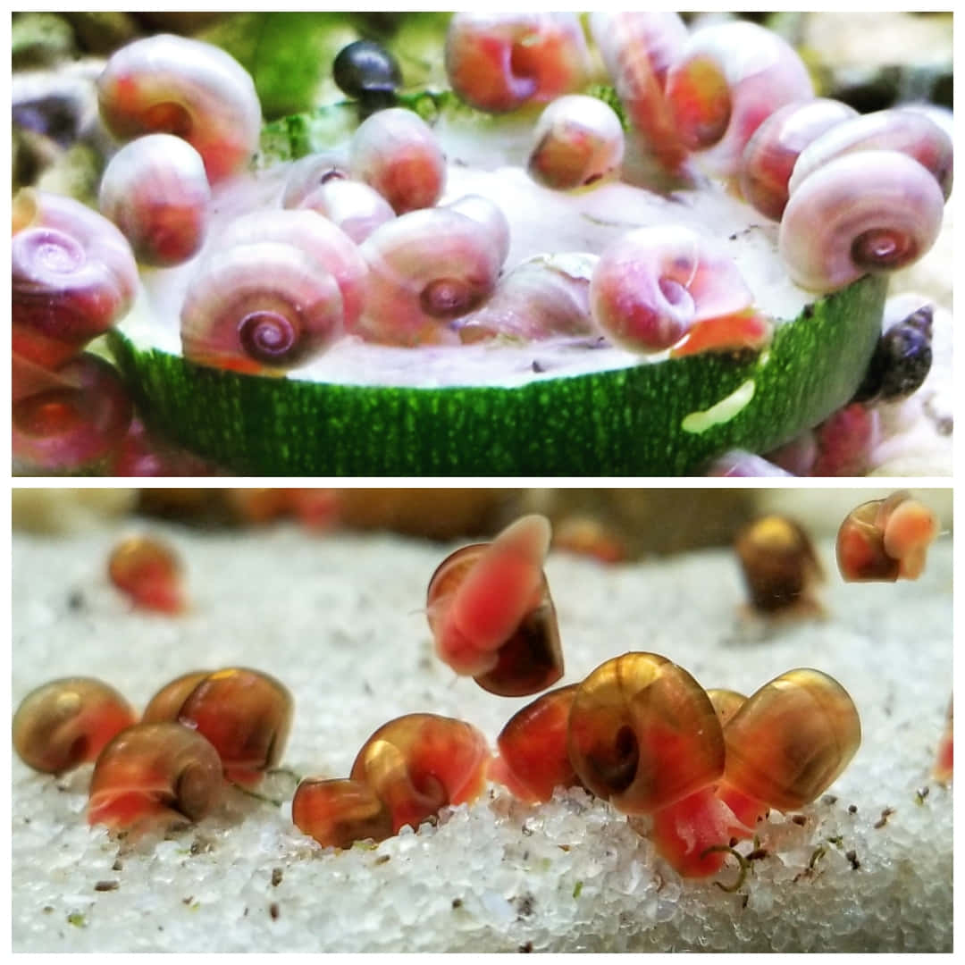 Pink Snail 桌布 壁紙 — 細小半透明的粉紅色和橙色蝸牛聚集在綠色翠玉瓜片上，並在白色沙質底材上爬行。