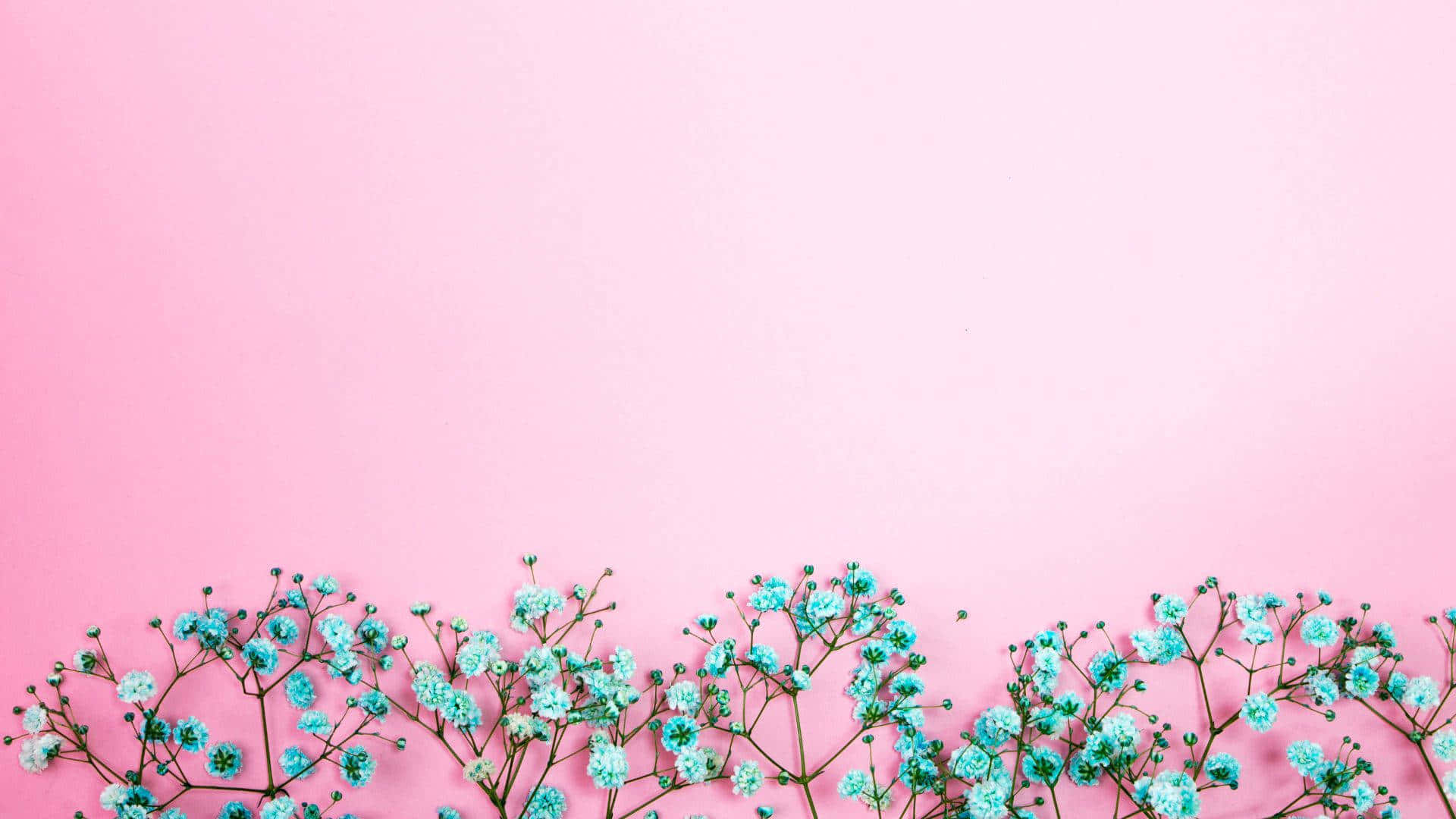 Pink Wall 桌布 壁紙 — 細小的綠松色滿天星花朵沿著底部邊緣排列，背景為柔和的粉紅色。