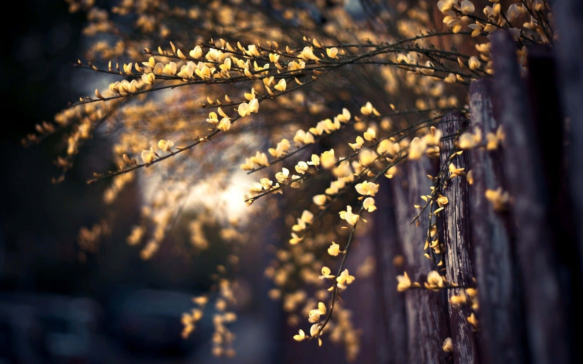 Spring Lights 桌布 壁紙 — 細枝上的金色花朵在深色木柵欄前溫暖地發光，陽光透過樹葉灑落。