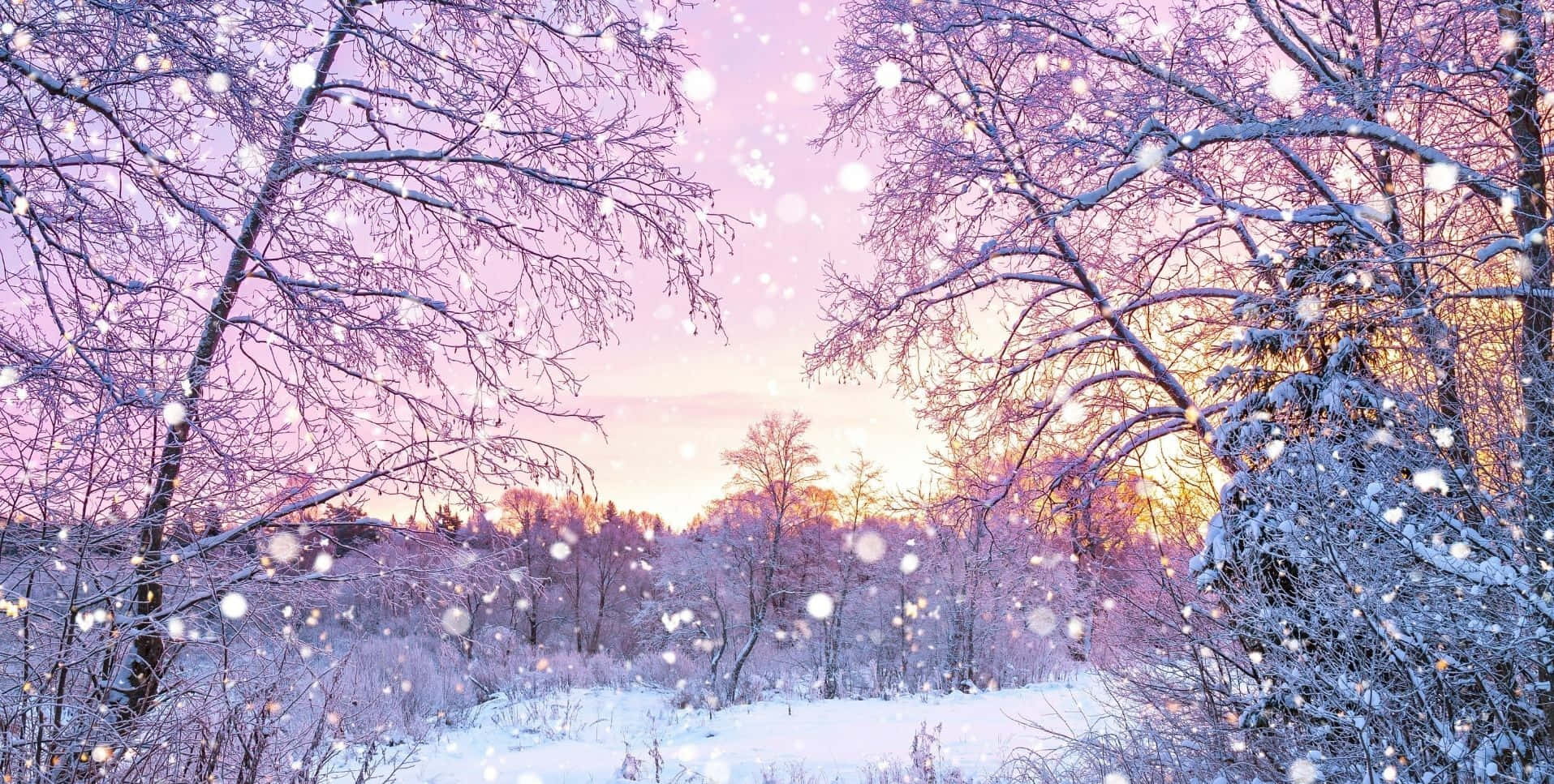 「細看這壯麗雪景」 壁紙 — 白雪覆蓋著光禿禿的樹木，在柔和的粉紅色和金色日落天空下，雪花飄落。