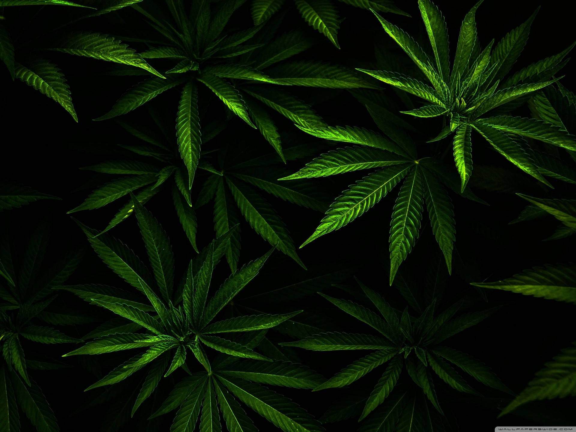 在黑色背景下發光的綠色大麻葉。