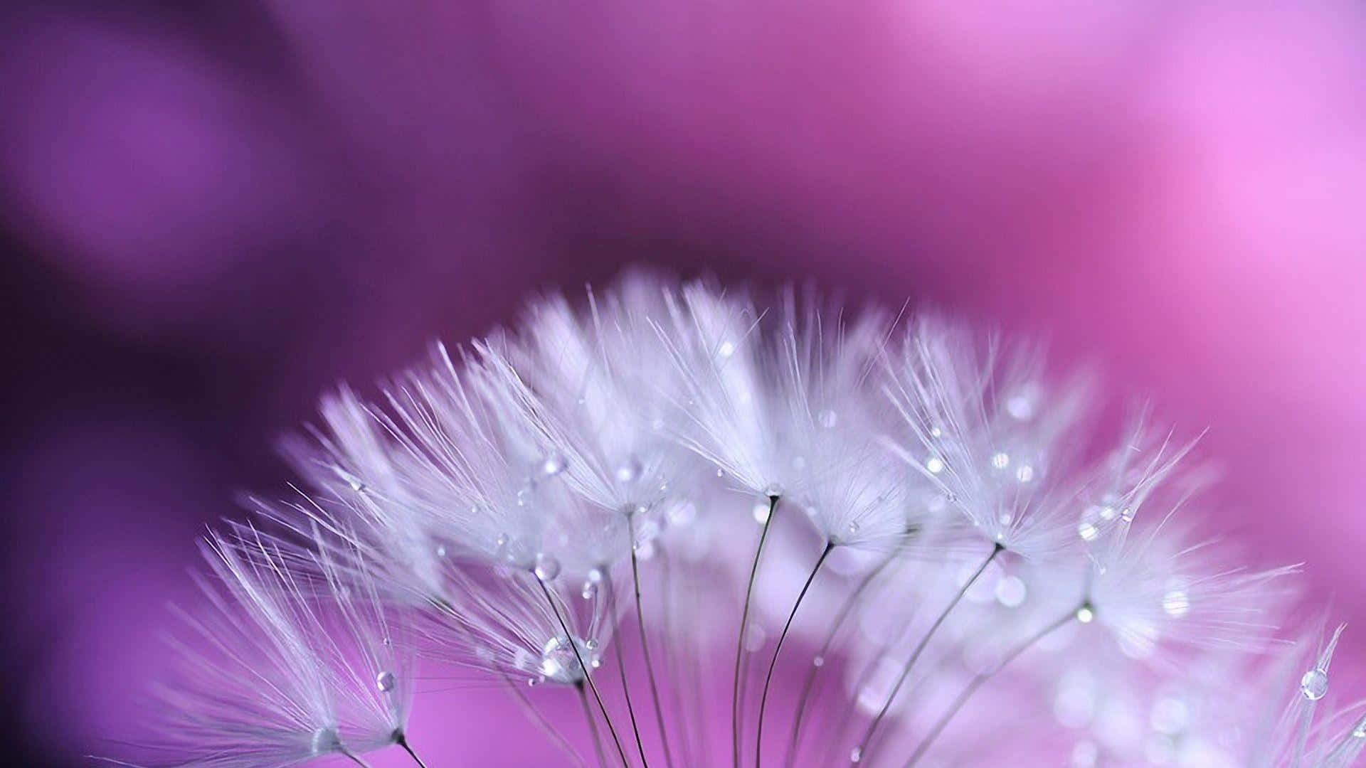 Dandelion 桌布 壁紙 — 細緻的白色蒲公英絨毛在柔和的紫色散景背景上閃爍著露珠。