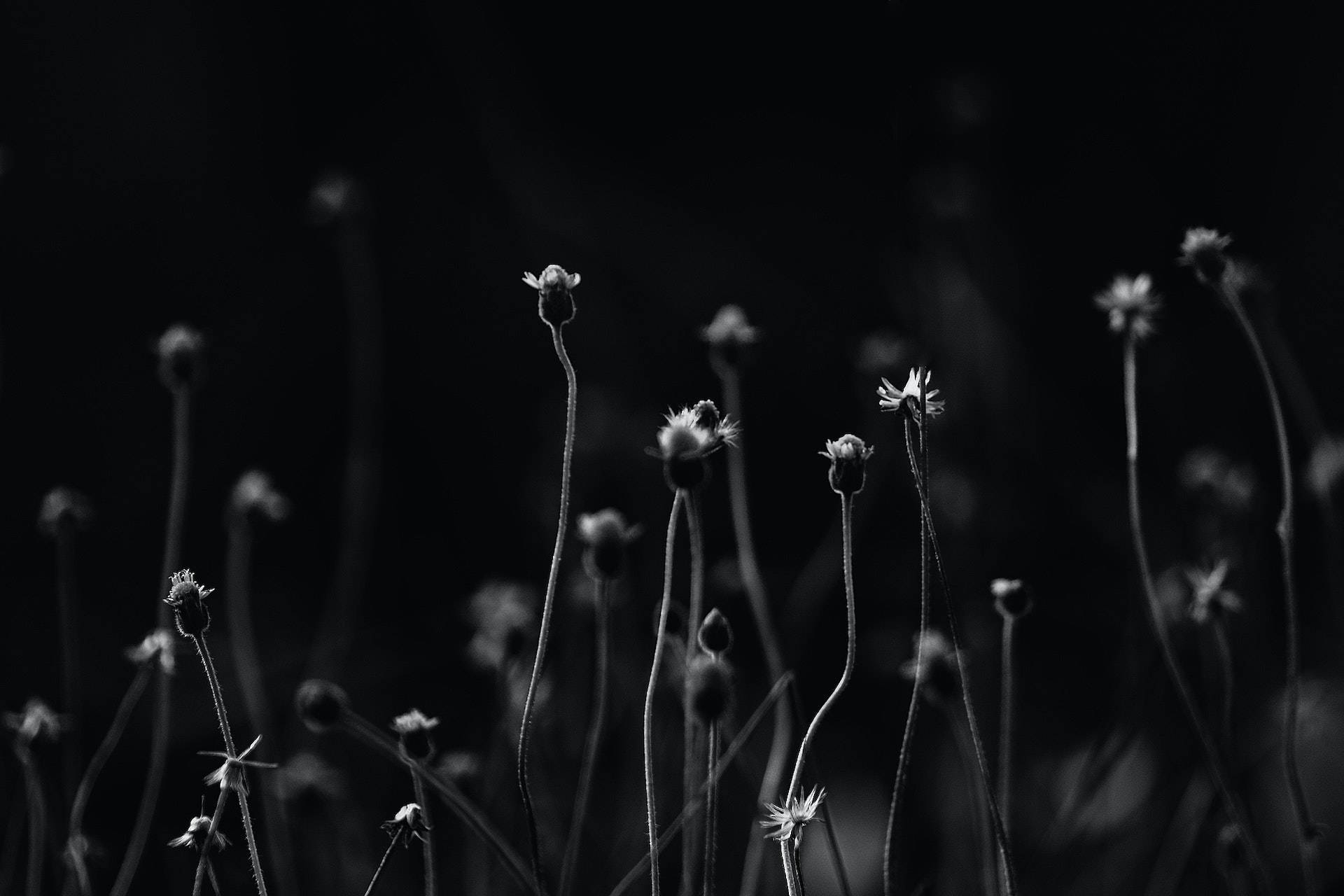 黑色動態圖 桌布 壁紙 — 細緻的花蕾在纖細的莖上從黑暗中升起，形成高對比度的黑白構圖。