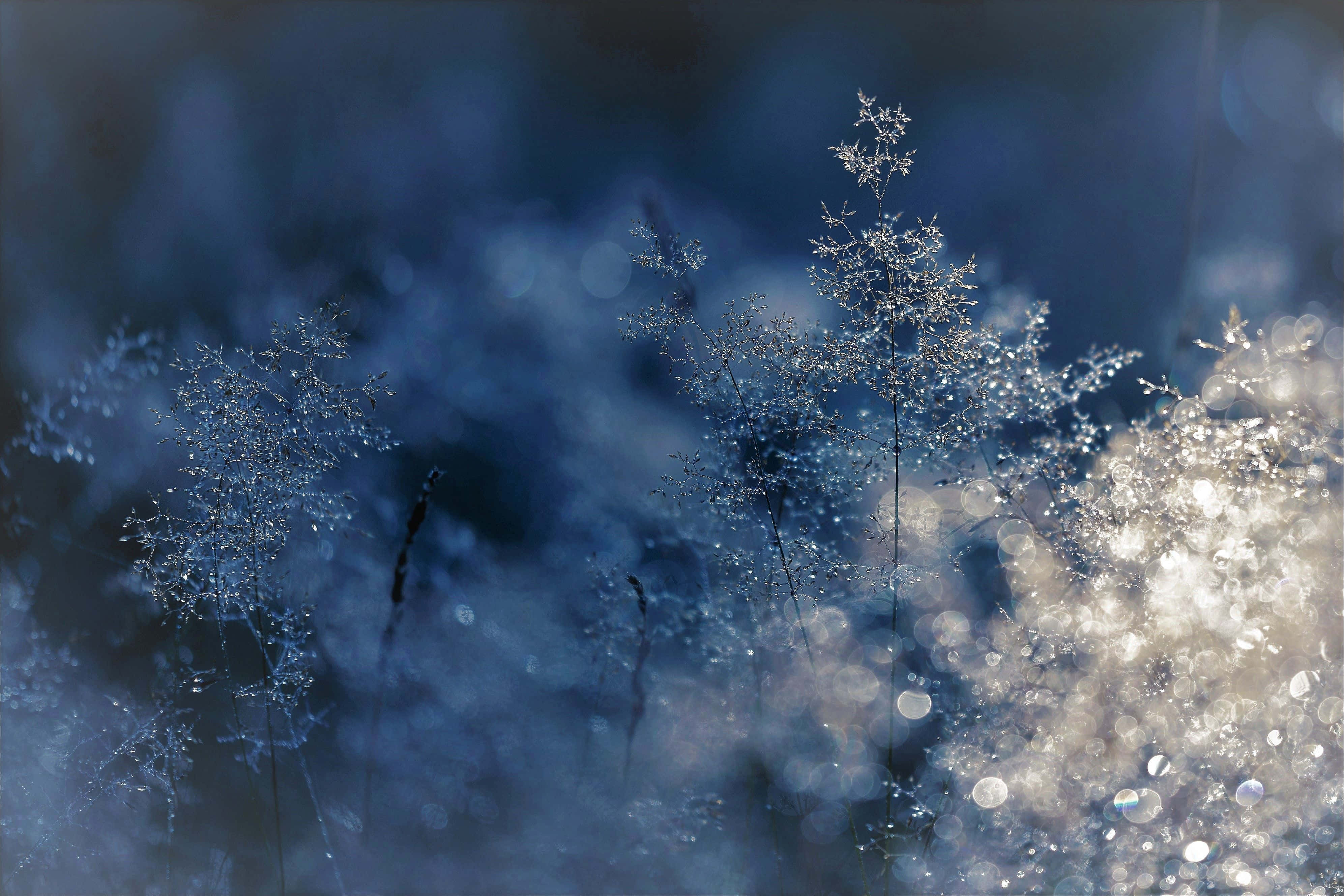 Nature Blur 桌布 壁紙 — 細緻的霜覆蓋的草在柔和的藍色散景背景下閃爍著閃閃發光的露珠。