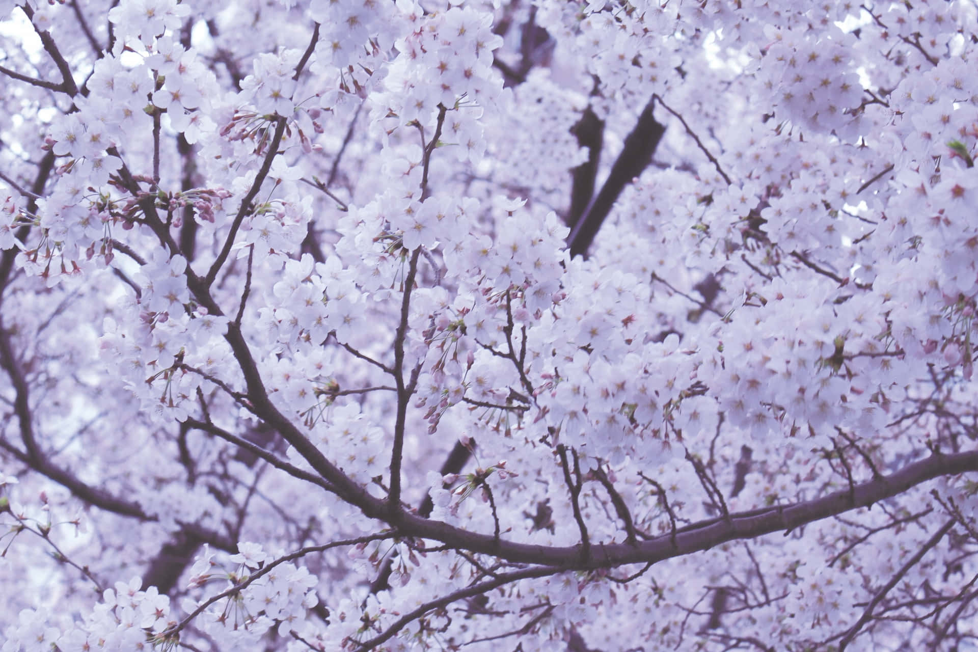 Blooming Trees 桌布 壁紙 — 細膩的白色櫻花在深色樹枝上密集綻放，襯托著柔和的紫色天空。