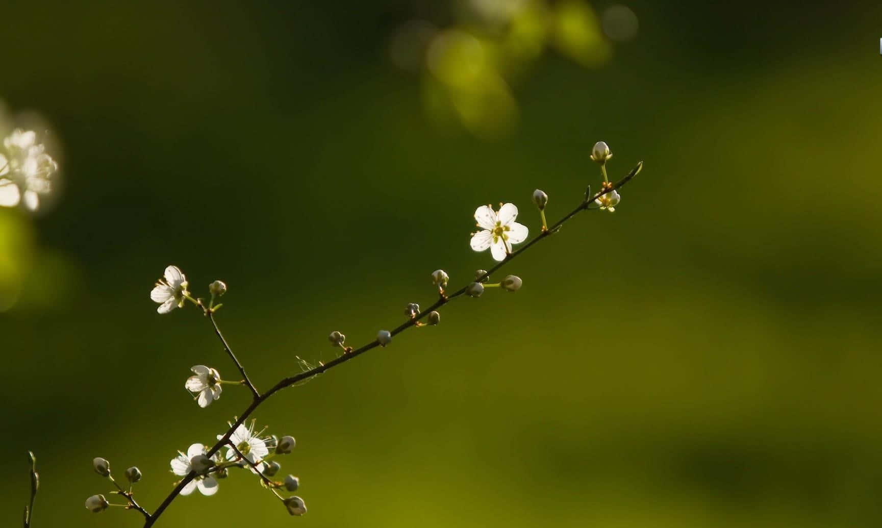 White Flowers 桌布 壁紙 — 細膩的白色花朵和花蕾沿著纖細的樹枝綻放，背景是柔和的綠色散景。