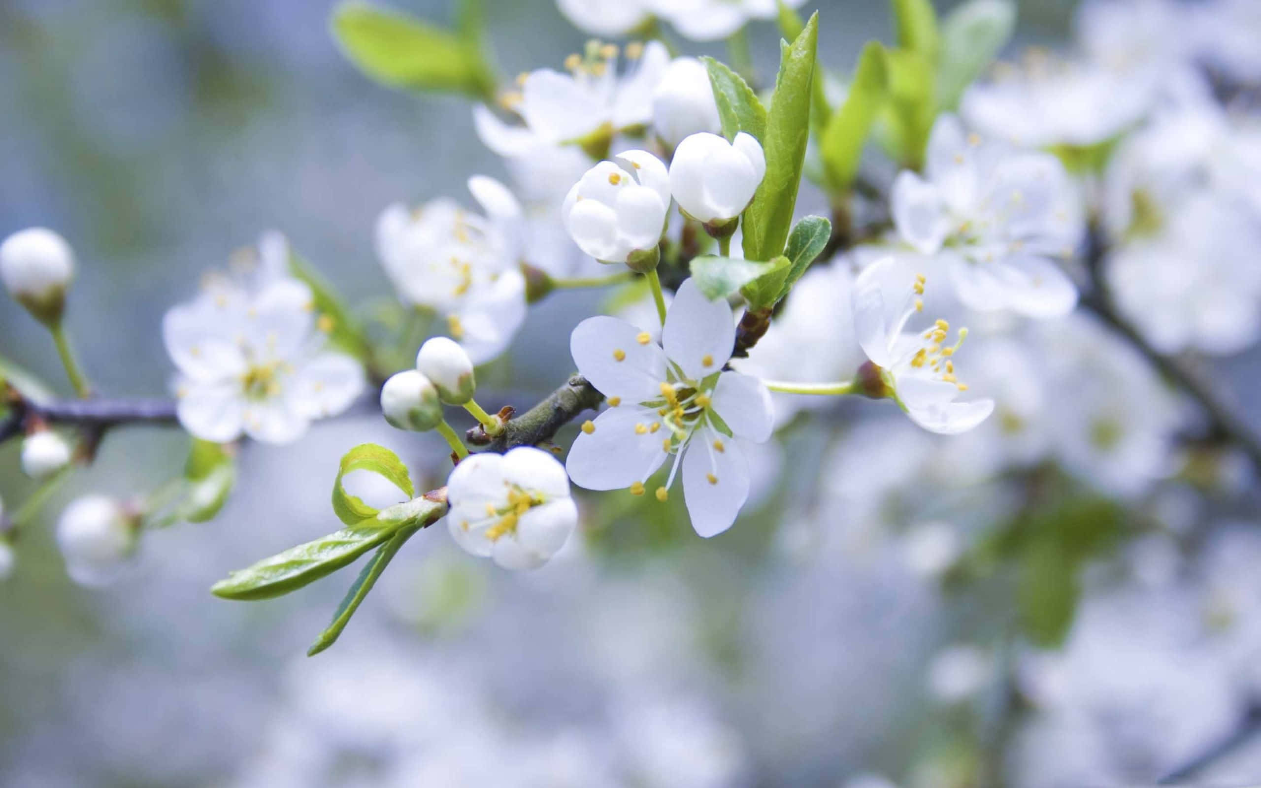 Spring Bloom 桌布 壁紙 — 細膩的白色花朵帶有黃色雄蕊，在長滿新鮮綠葉的樹枝上盛開，背景柔和模糊。