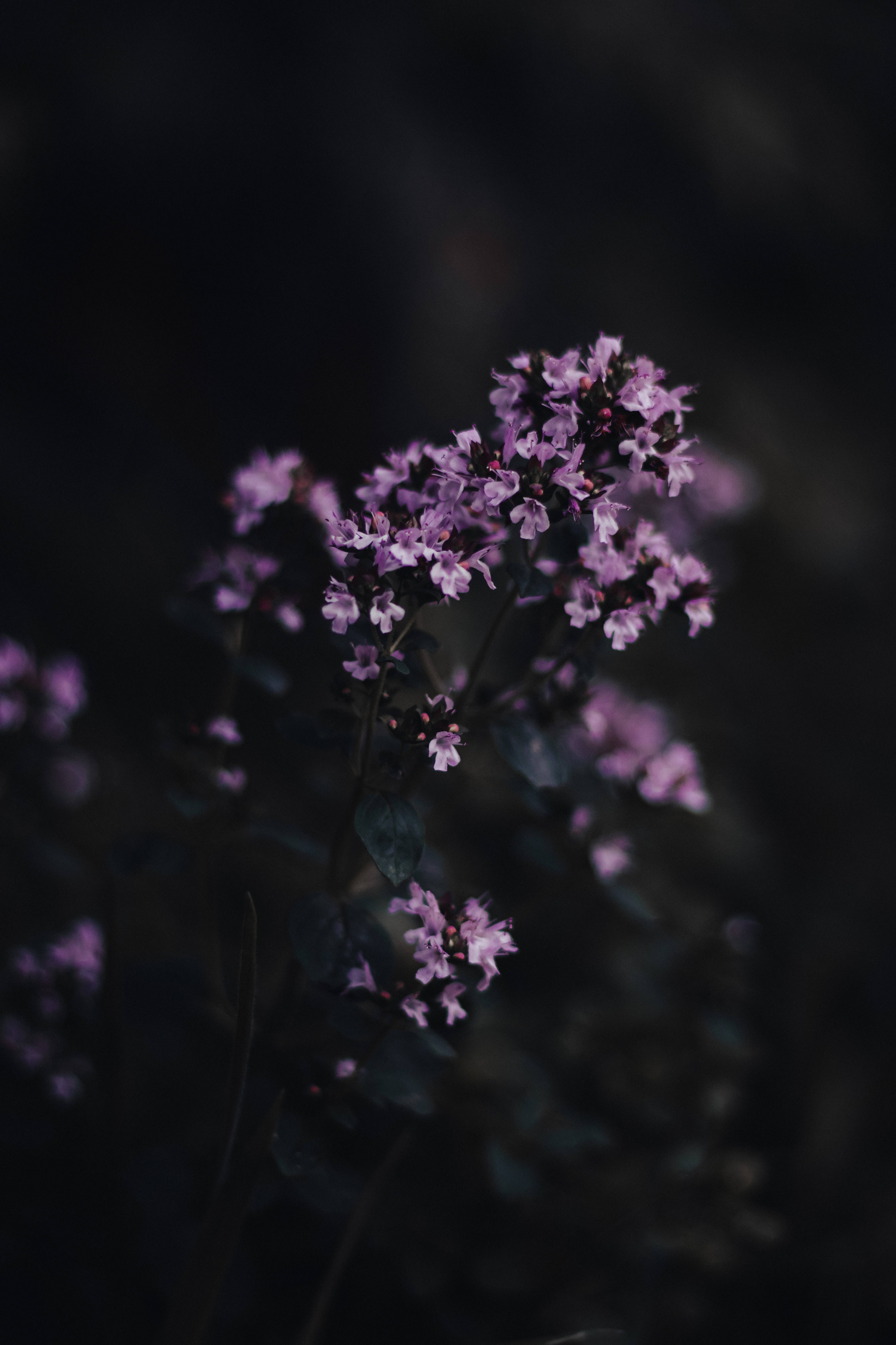 Black And Purple Phone 桌布 壁紙 — 細膩的紫色花朵在深色背景中柔和綻放，營造出憂鬱的特寫效果。