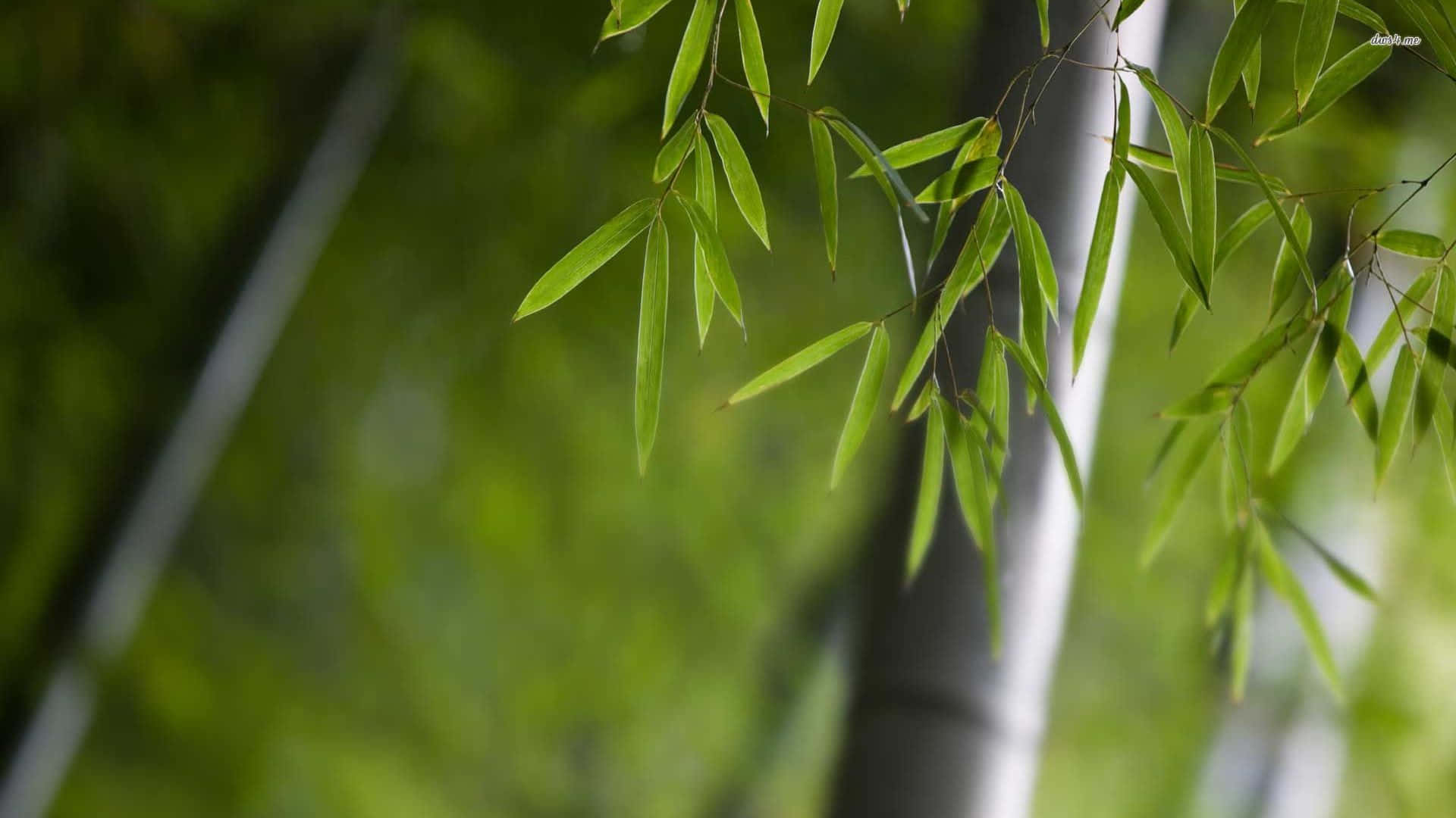 細葉竹枝桌面壁紙 壁紙 — 細嫩的綠色竹葉在柔和模糊的森林背景下輕輕搖曳。