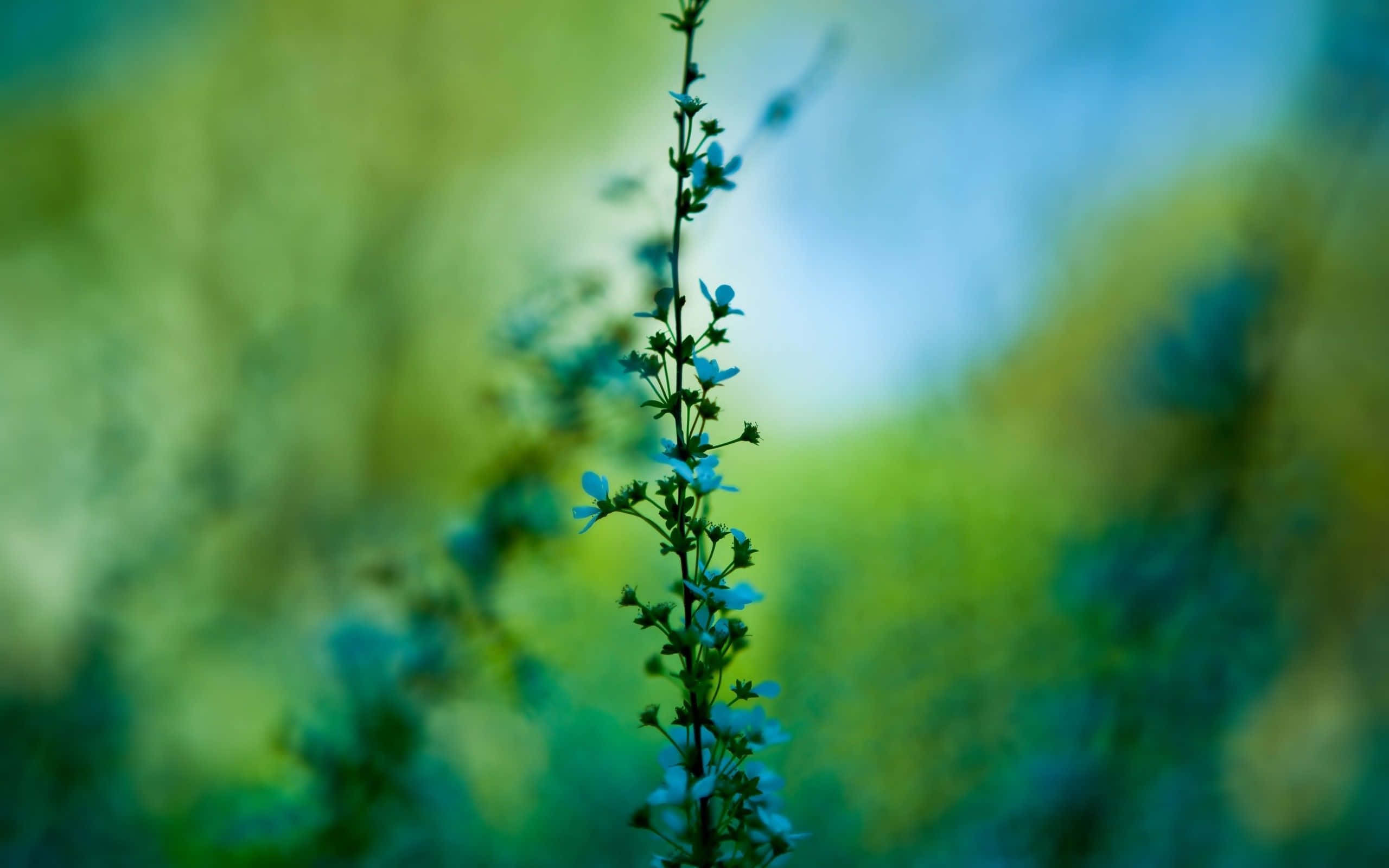 Nature Blur 桌布 壁紙 — 細長的莖上長著細小的藍色花朵，在柔和模糊的綠色和藍色背景中升起。
