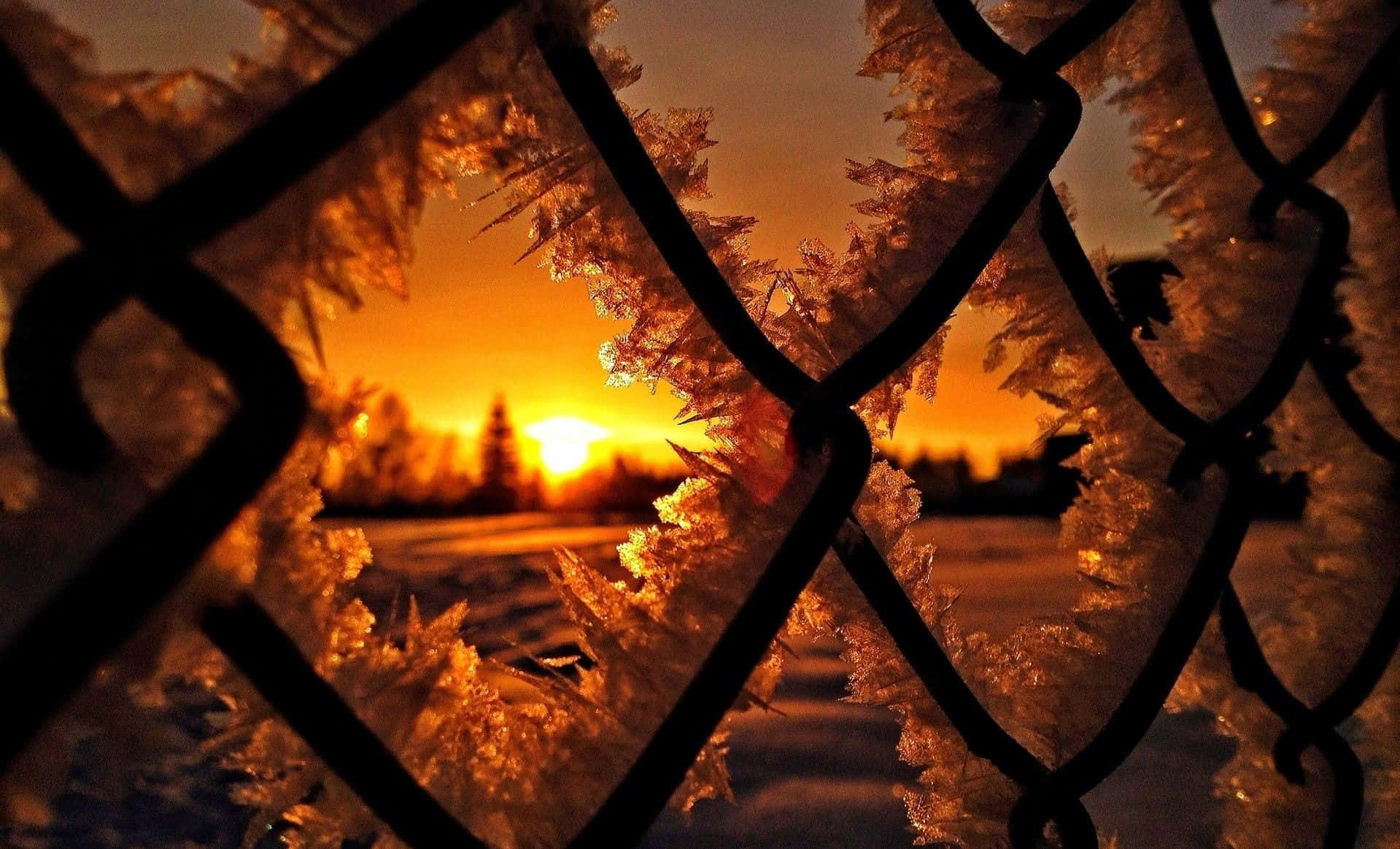 Winter Sunset 桌布 壁紙 — 結冰的鐵絲網圍欄，帶有複雜的冰晶，在冬日夕陽下閃爍琥珀色光芒。