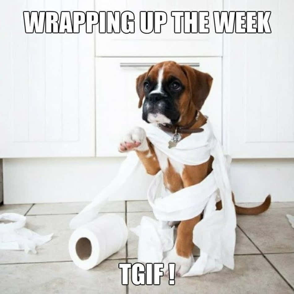 拳師犬幼犬被廁紙包裹，文字捲起一週 TGIF
