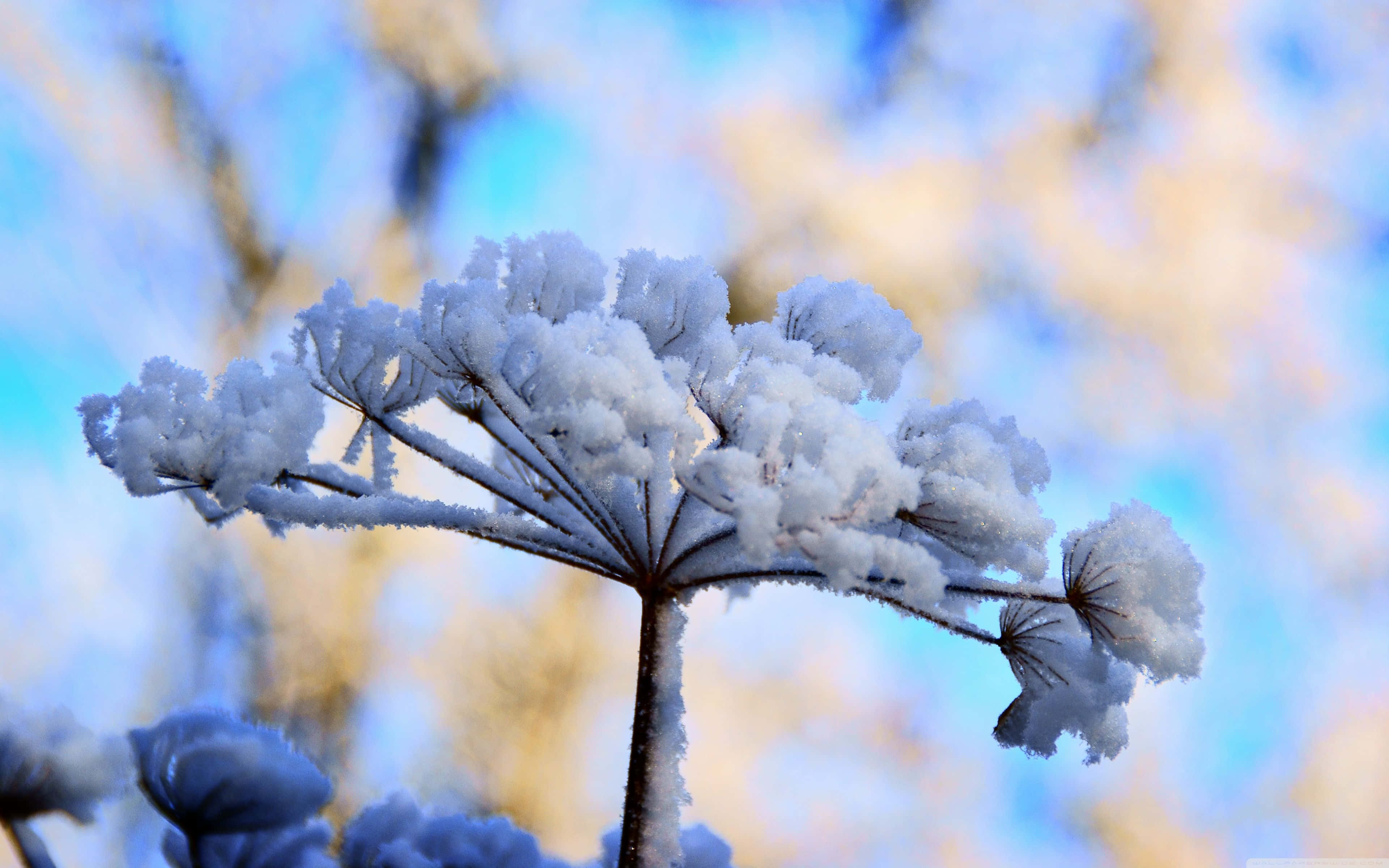 Winter Flowers 桌布 壁紙 — 結霜的植物枝條在冬日柔和模糊的藍金色天空中閃爍。