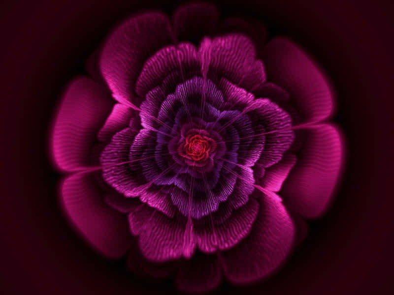 一朵發光的洋紅色花朵，帶有複雜的層疊花瓣和紅色中心。