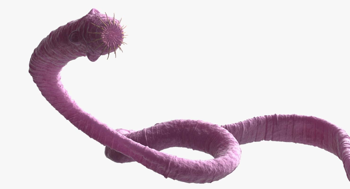 絛蟲近距離3D渲染 壁紙 — 一種鮮豔的紫色、像蠕蟲的生物，頭部有尖刺狀的螺旋，在純白色背景上優雅地盤繞。