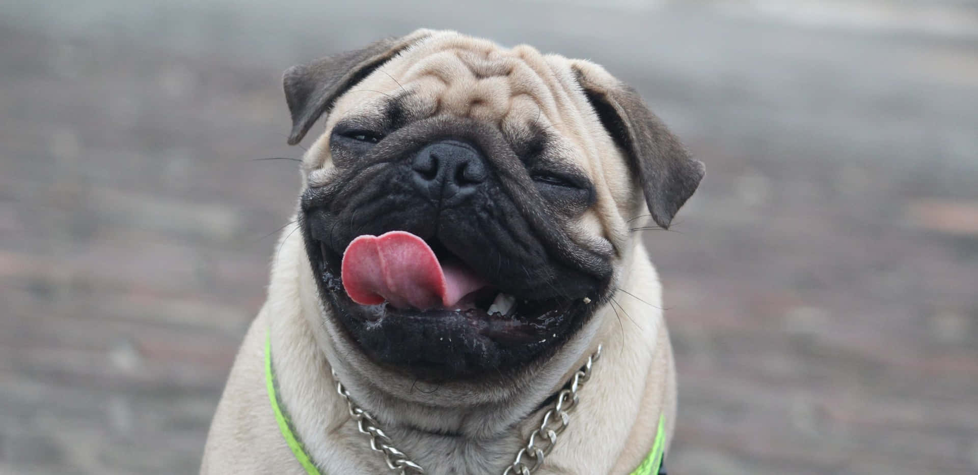 一隻微笑的八哥犬伸出舌頭，穿著綠色胸背帶和鏈條項圈。