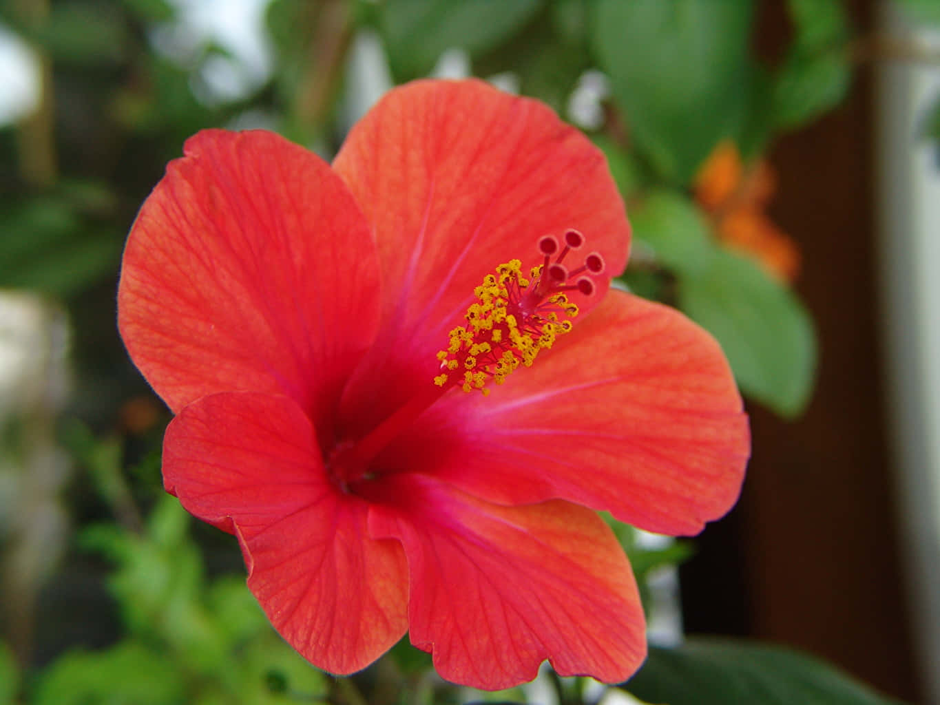 一朵鮮紅色的芙蓉花，帶有黃色中心和綠色葉子，柔焦效果。