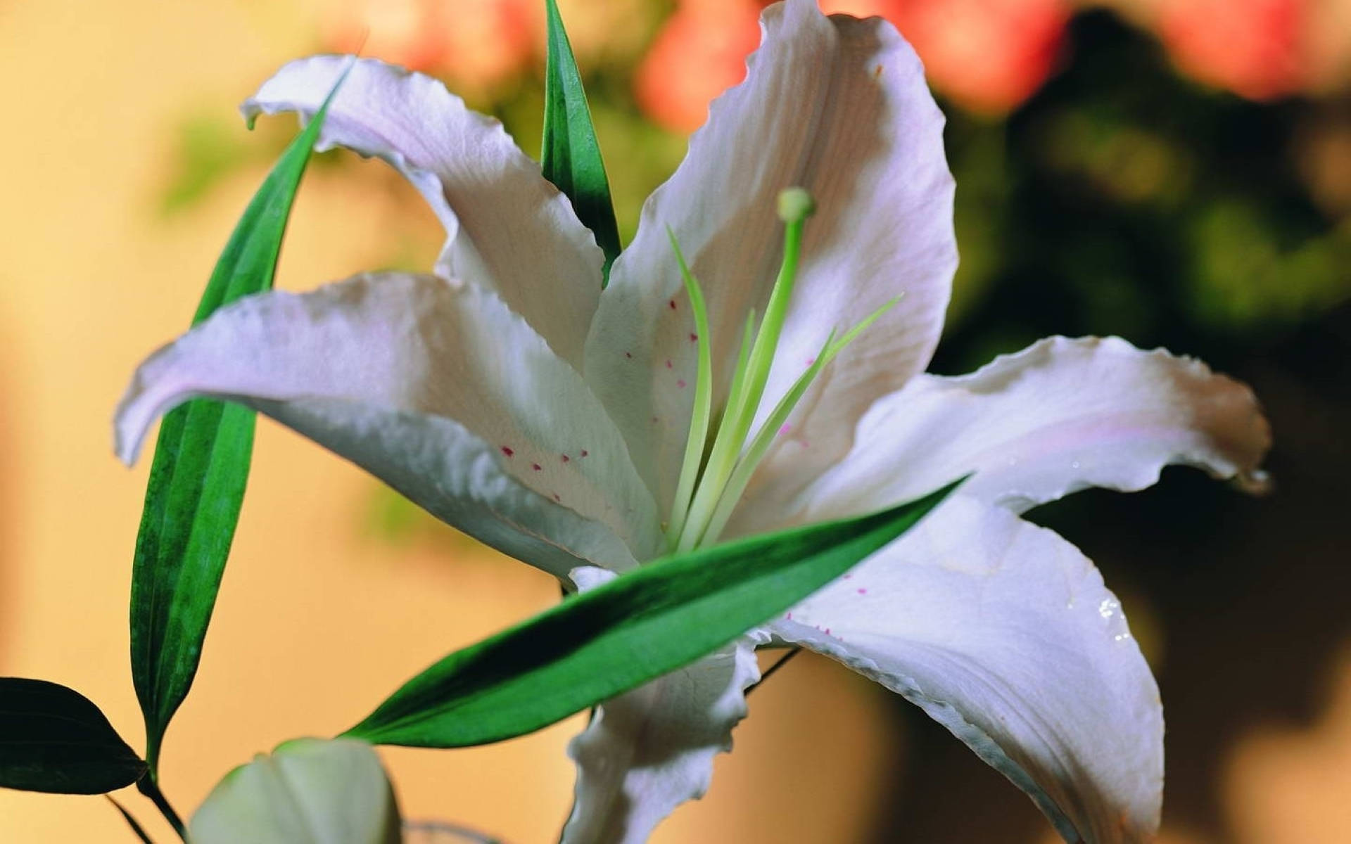 絢麗白百合花 壁紙 — 一朵純白百合花的特寫，帶有精緻的綠葉和花瓣上微妙的粉紅色斑點。