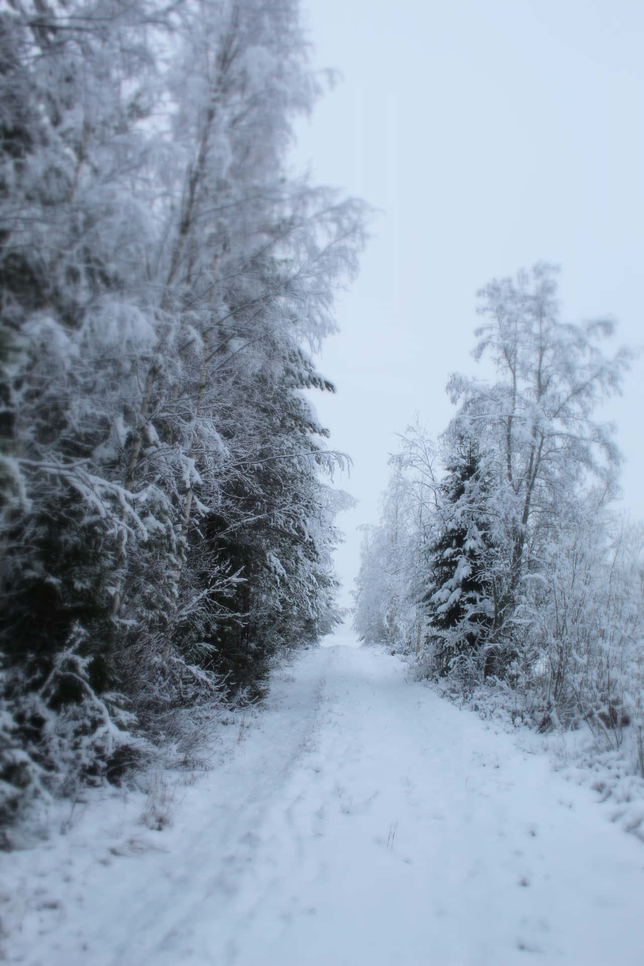 白雪覆蓋的森林小徑，兩旁是結霜的樹木，在蒼白的冬日天空下。