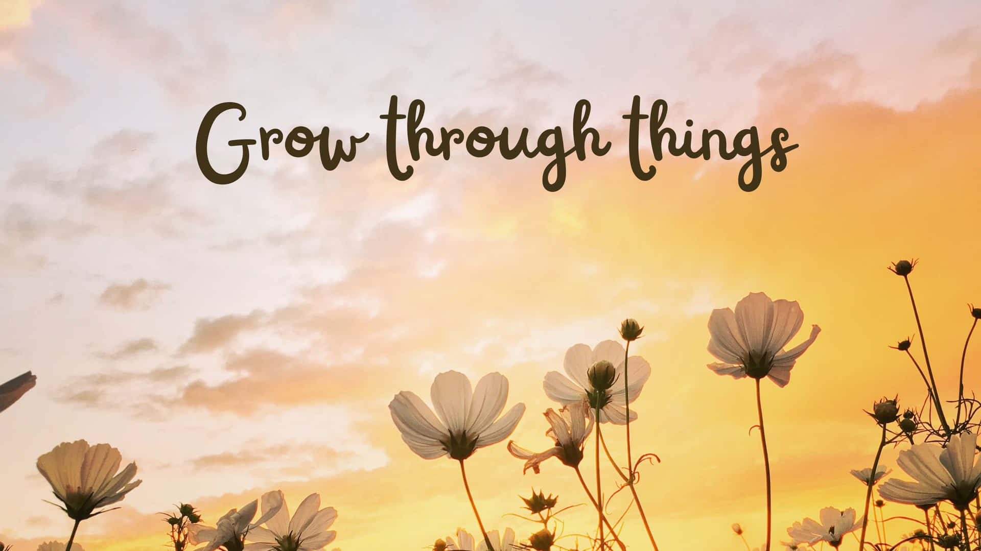 白色大波斯菊在金色日落天空下形成剪影，並帶有文字 Grow through things。