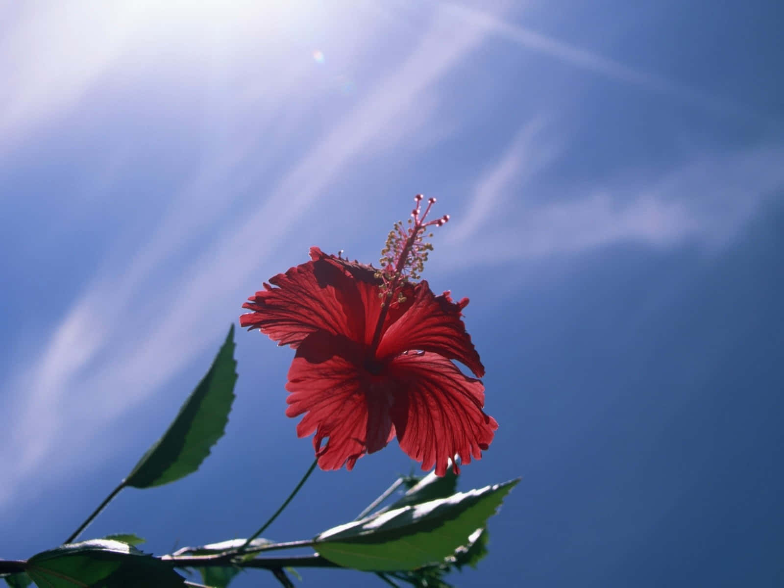 一朵紅色木芙蓉花，襯著綠葉，在明亮的藍天下，陽光穿透雲層。