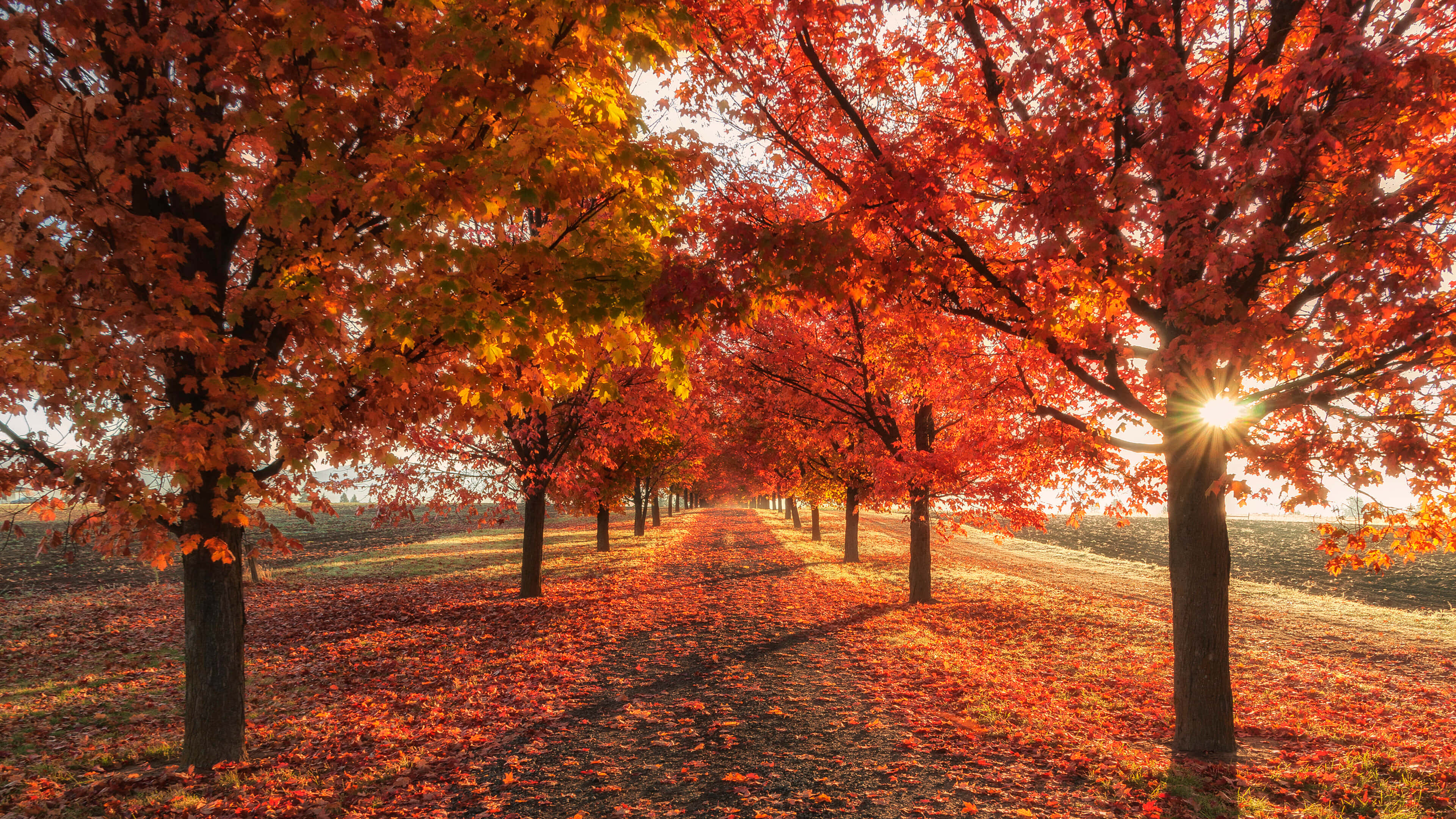 絢麗秋日風景 壁紙 — 一條陽光普照的小徑蜿蜒穿過一排排火紅的楓樹，落葉鋪滿地面。