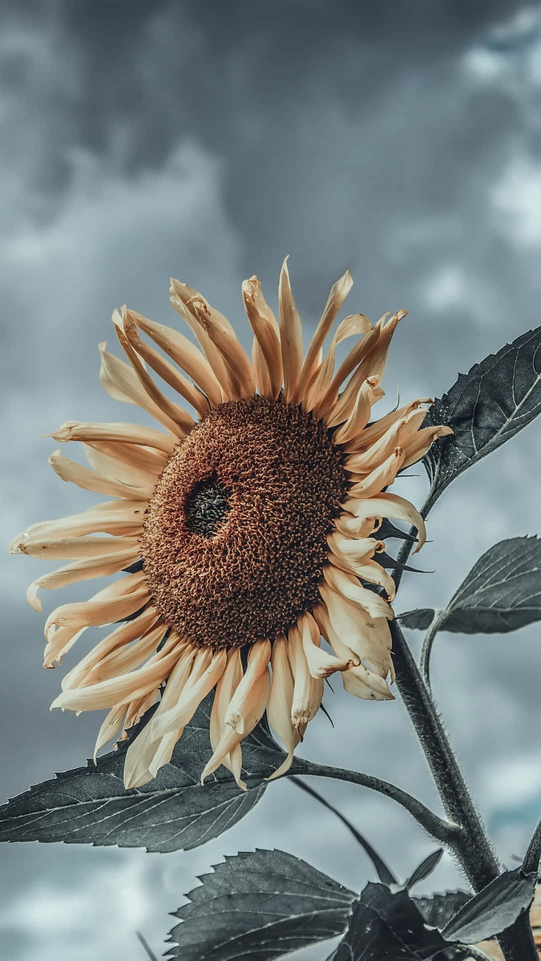 絢麗黃色向日葵花田 壁紙 — 一朵枯萎的向日葵，花瓣下垂，襯托著陰沉的灰色天空和戲劇性的雲層。