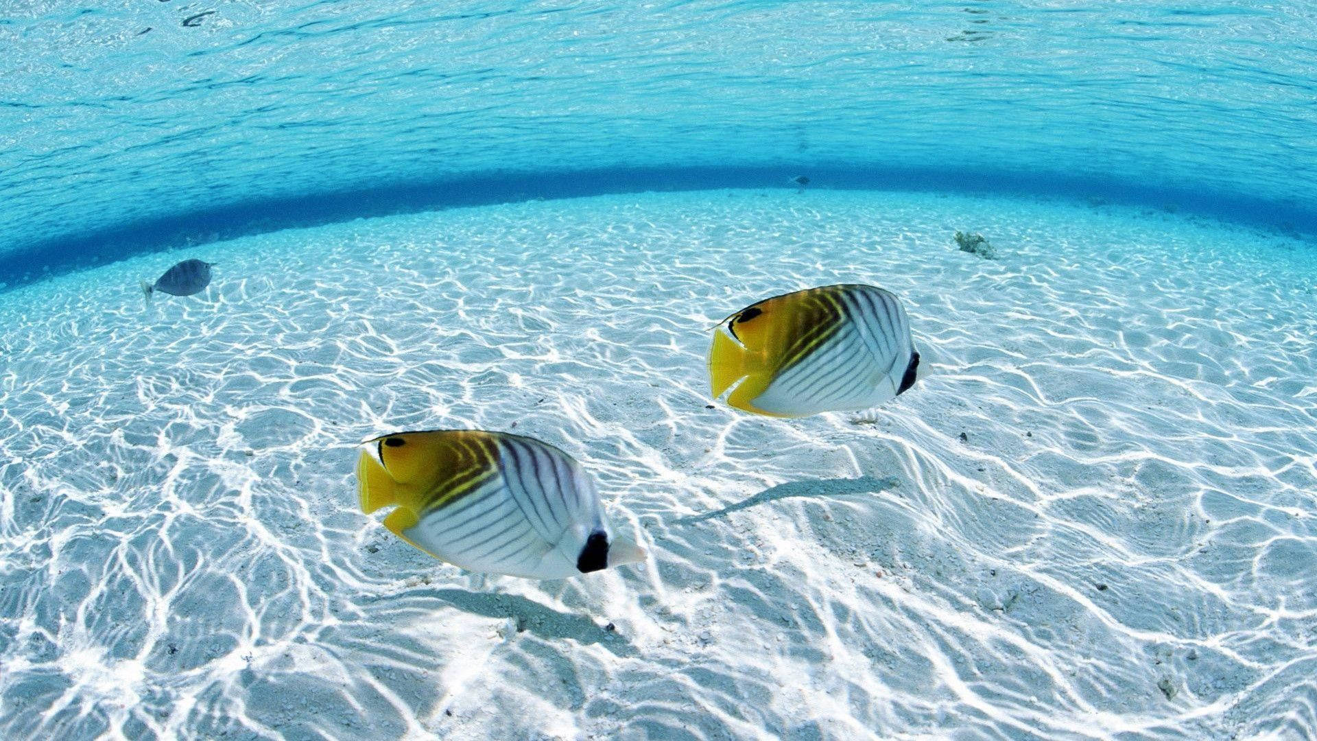 兩條色彩繽紛的蝴蝶魚在清澈的藍色海水下，滑過明亮的白色沙質海底。