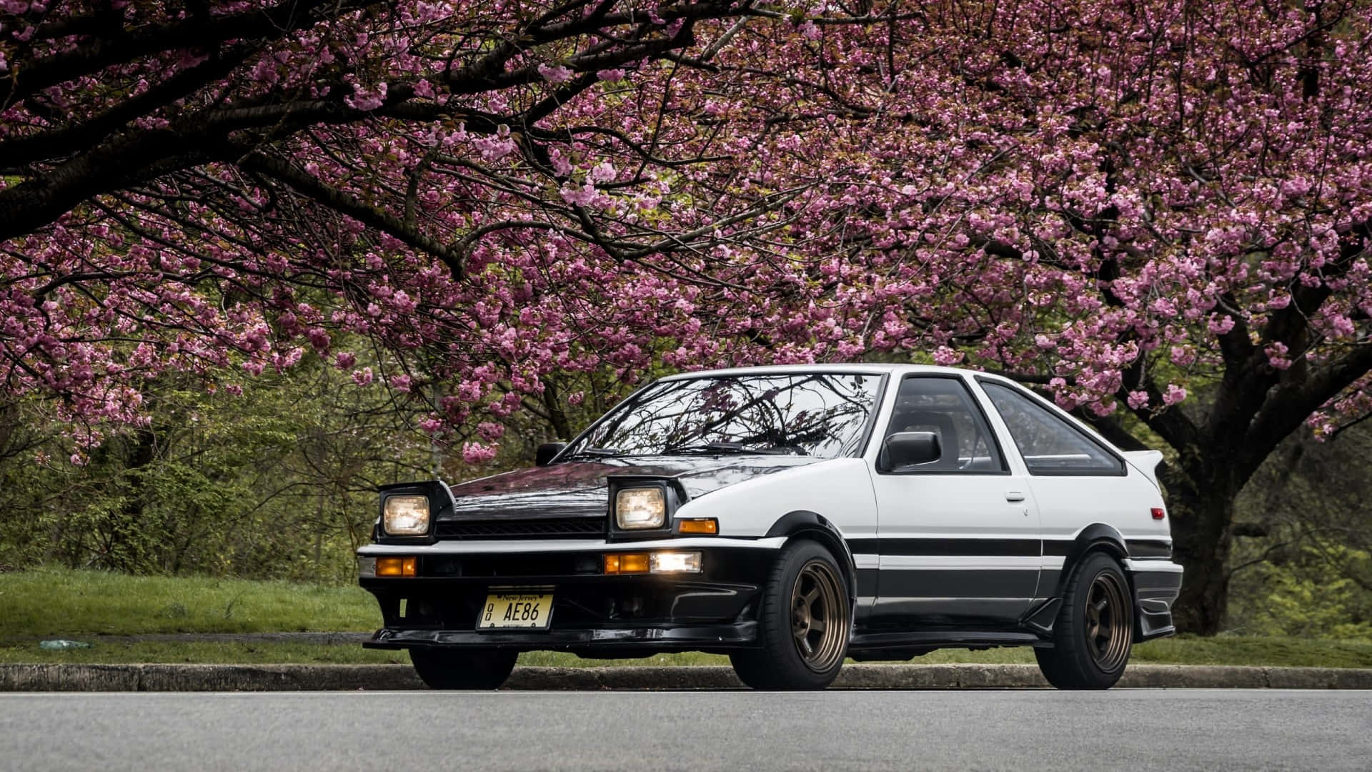 白色AE86跑車在春天停泊在粉紅色櫻花樹下。