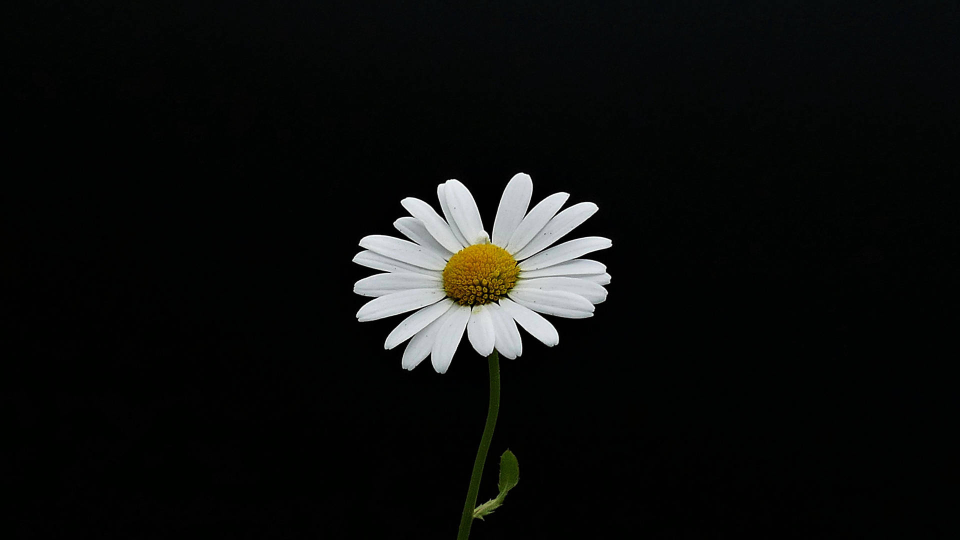 經典小白菊 壁紙 — 一朵白色雛菊，黃色花心，獨自矗立在純黑背景上。