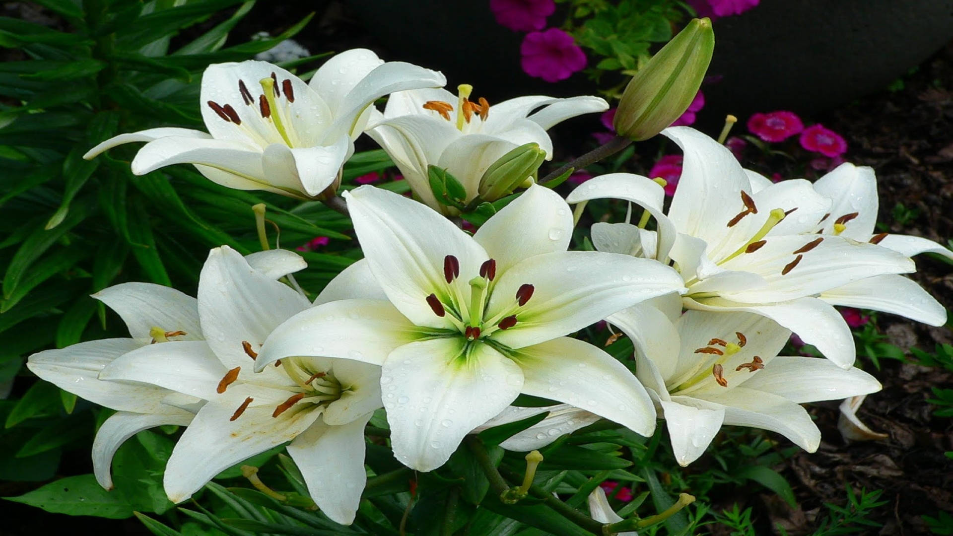 經典白百合花 壁紙 — 白色百合花帶着露珠，在花園中綠葉和粉紅花朵間盛開。
