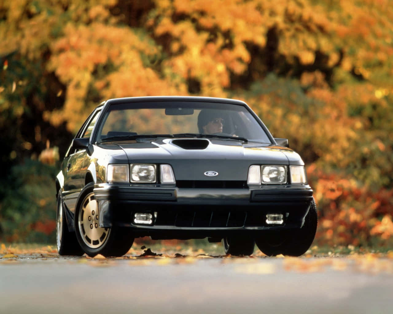 經典福特Mustang SVO 秋日背景 壁紙 — 一輛時尚的黑色福特野馬在落葉滿地的道路上行駛，穿過色彩繽紛的秋樹。