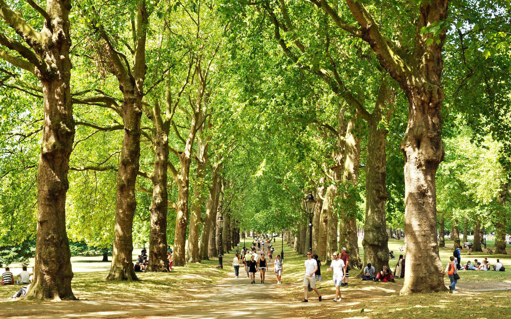 綠園自然愛好者天堂 壁紙 — 公園內一條陽光普照、綠樹成蔭的大道，人們在茂密的綠色樹冠下漫步和放鬆。