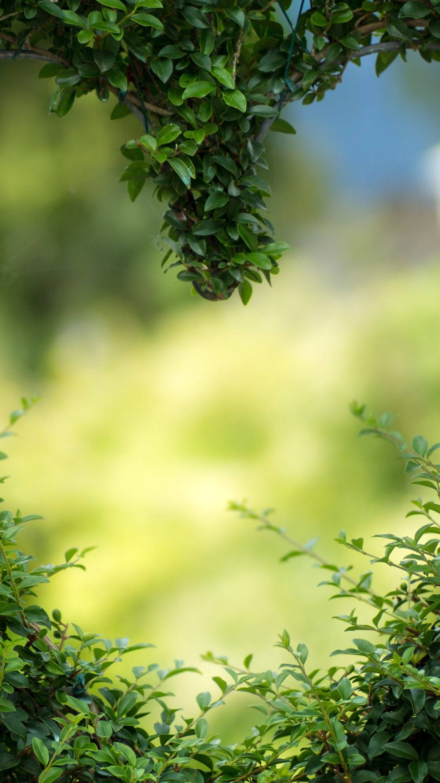綠心高灌木 壁紙 — 茂密綠色葉片的特寫，框住柔和模糊的花園背景，帶有斑駁的陽光。