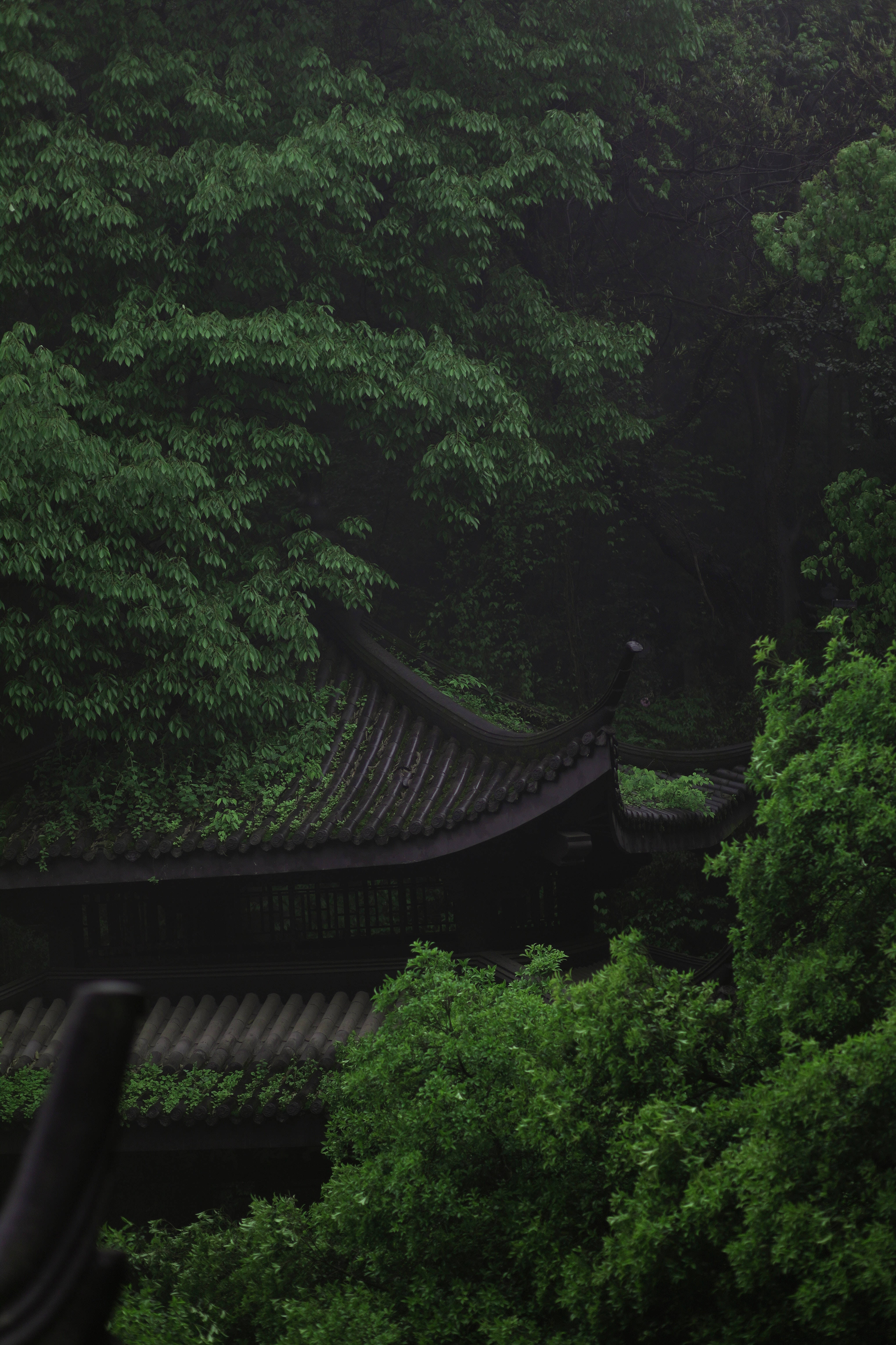綠意叢中中國寶塔 壁紙 — 一座傳統的弧形屋頂亭閣，隱藏在茂密的綠色樹葉中，上方是昏暗迷濛的天幕。