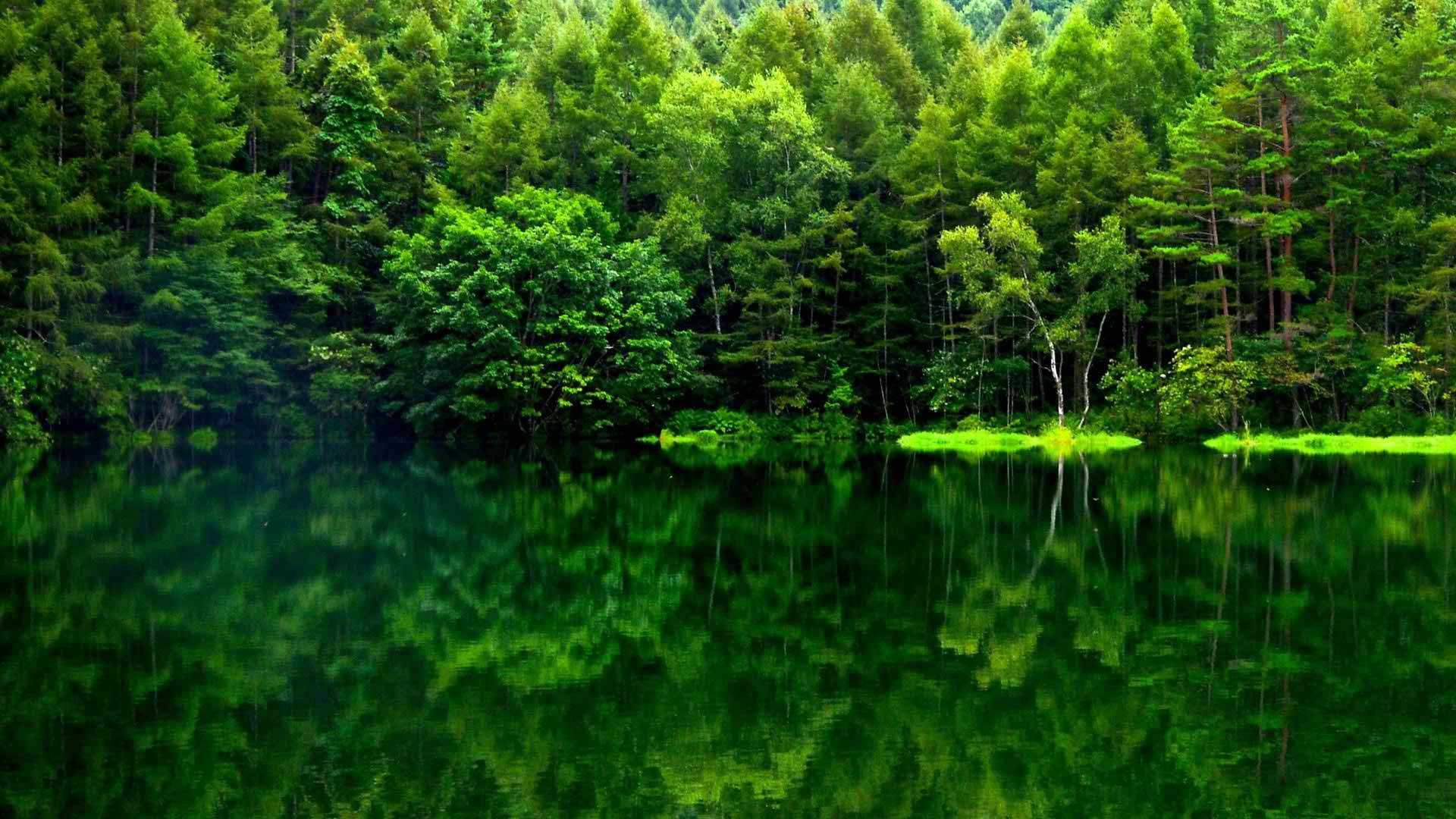 綠意森林湖面倒影 壁紙 — 寧靜的湖面映照著茂密的森林，樹木在明亮的日光下呈現出鮮豔的綠色。