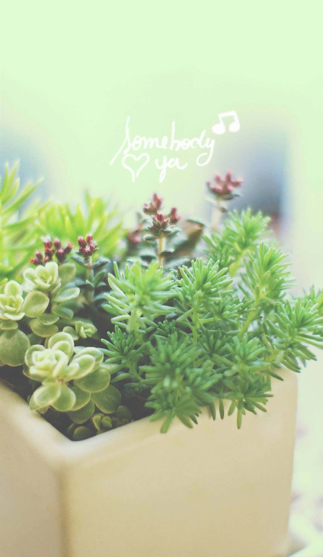 奶油色花盆中混合多肉植物，並有手寫文字寫著 somebody you。