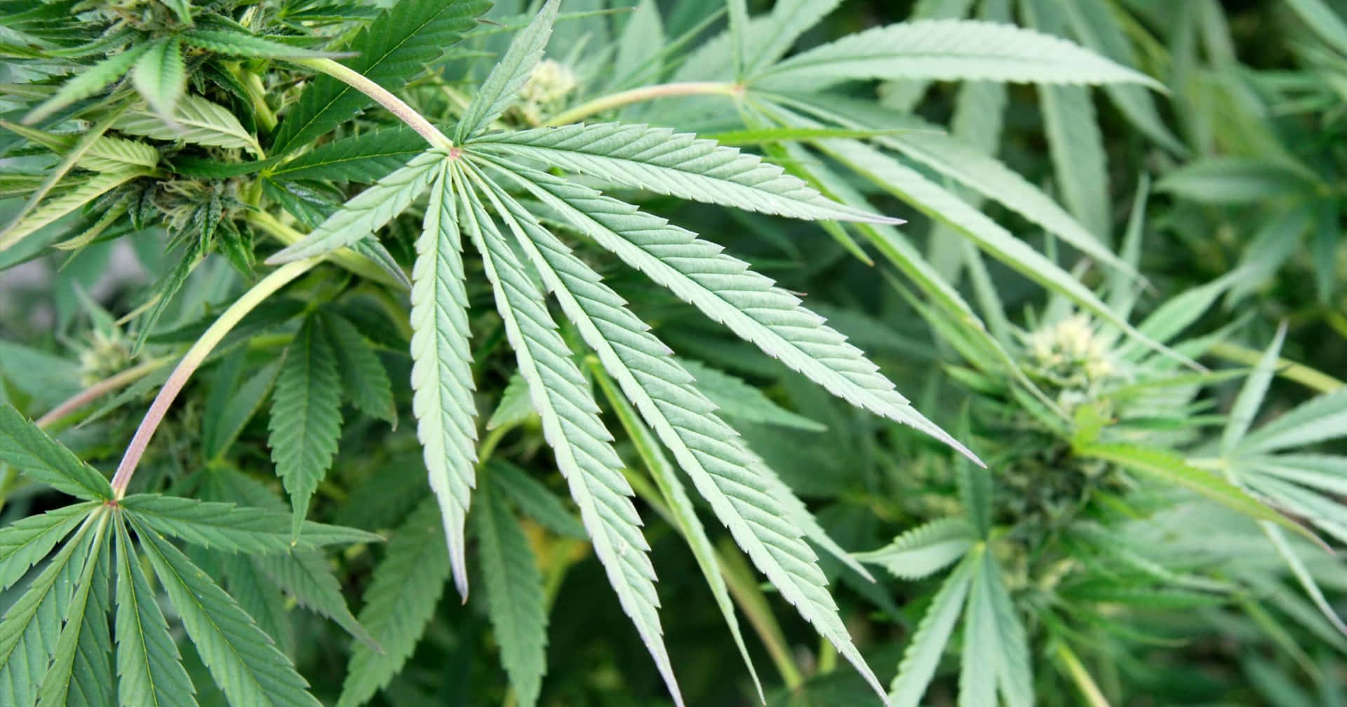 自然光下大麻植物葉片和花蕾的特寫。