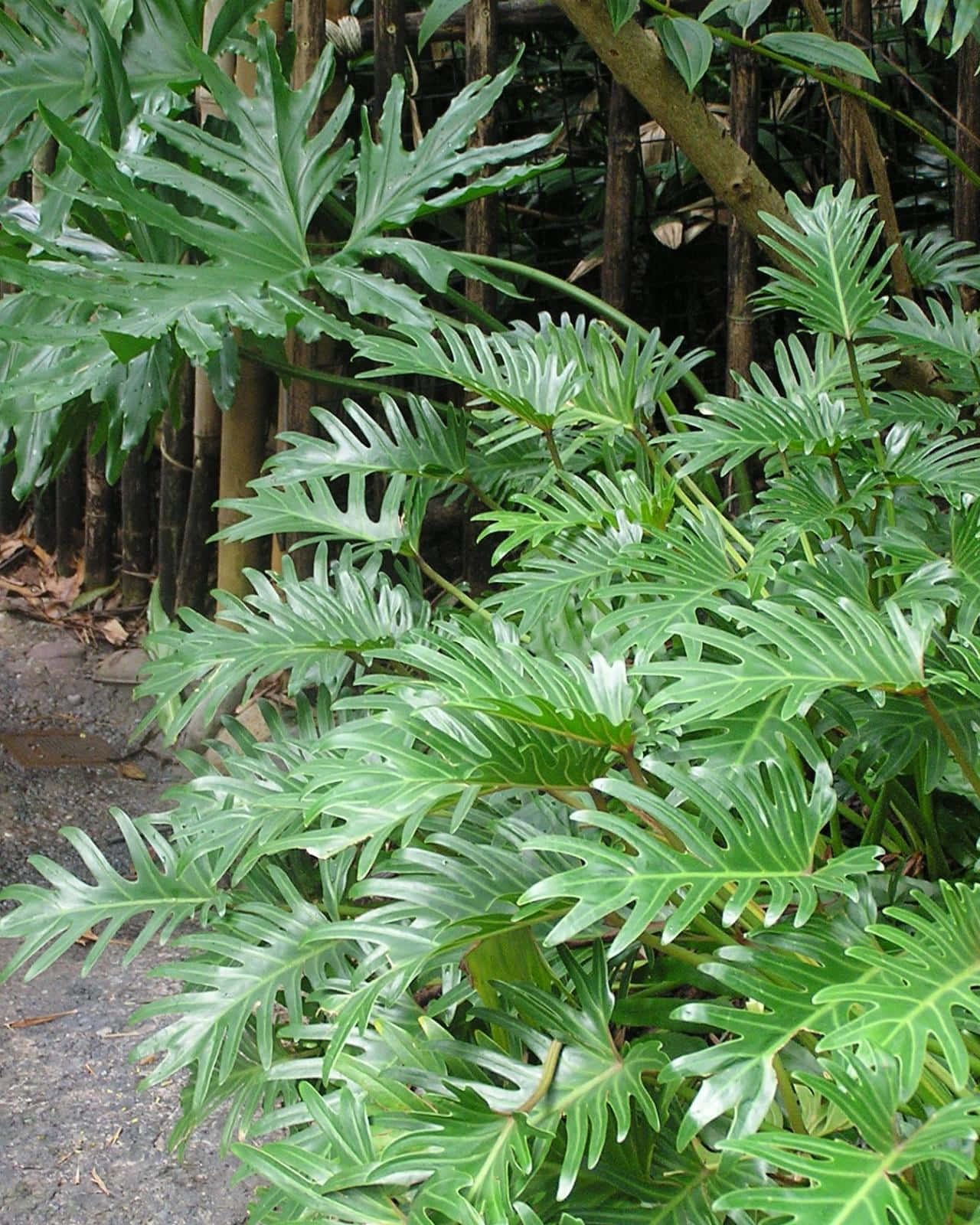 茂密的熱帶龜背竹葉在竹子和礫石小徑旁邊生長。