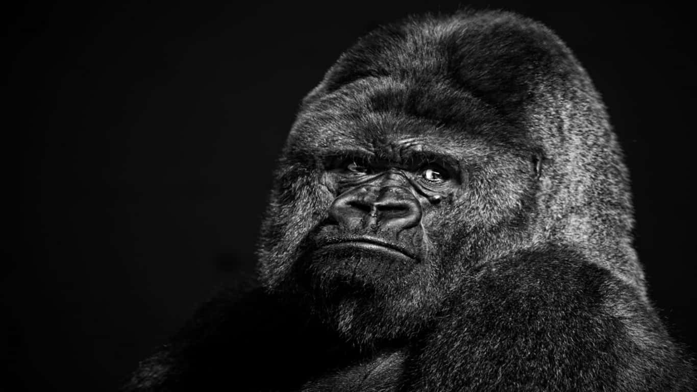 綠意盎然背景下的 gorilla 近距離特寫 壁紙 — 一隻大猩猩的特寫黑白肖像，眼神強烈，毛髮有紋理，背景深色。