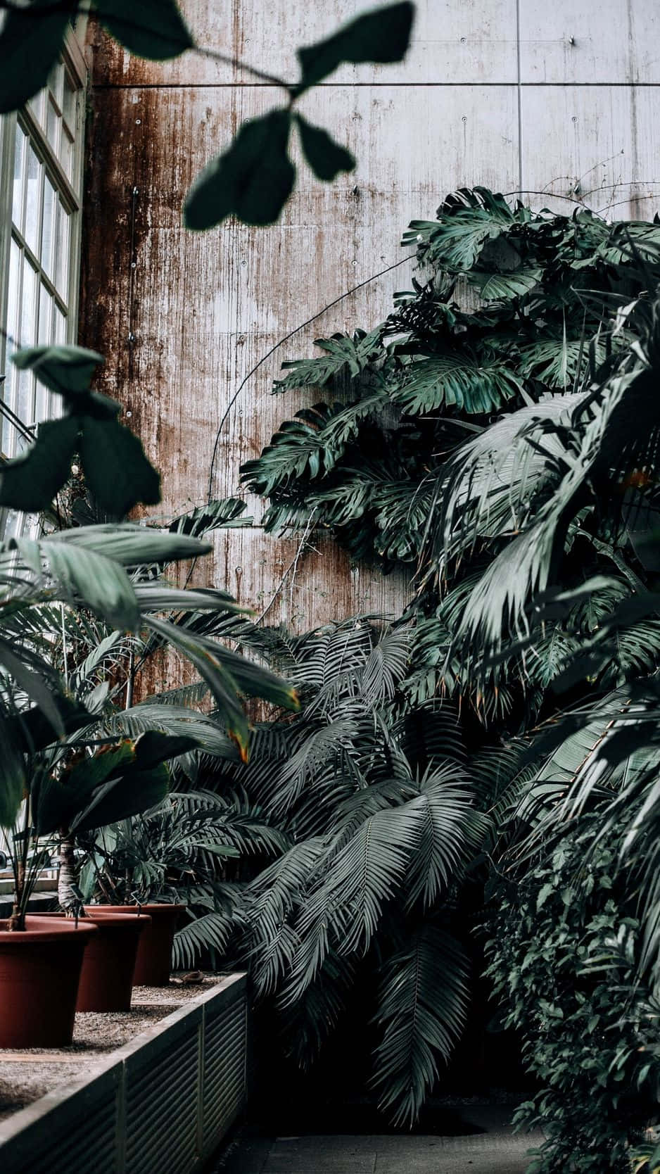 盆栽熱帶植物在室內緊密生長在帶紋理的混凝土牆壁上。