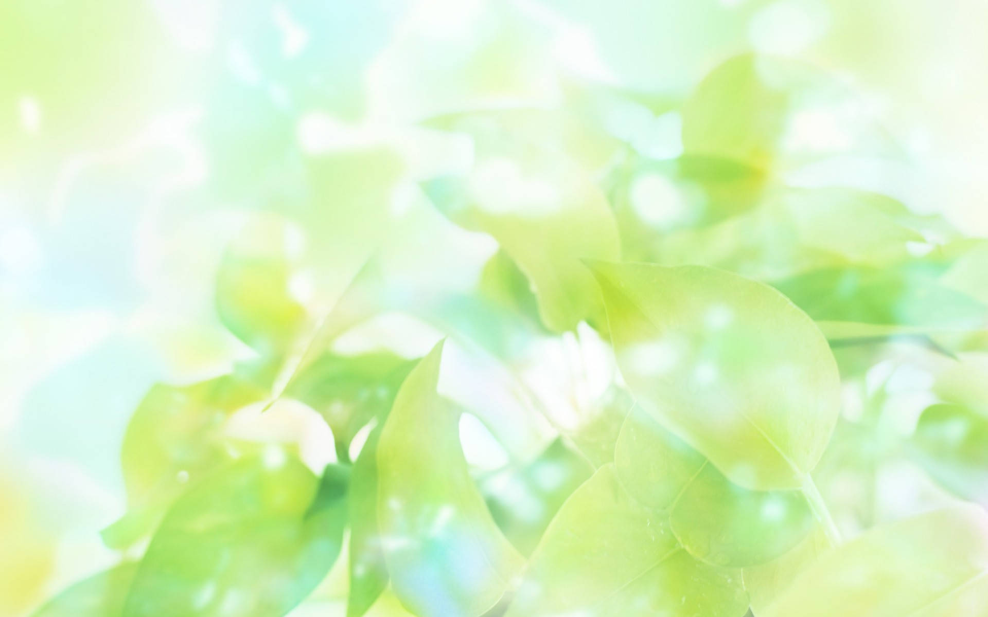 綠植明亮背景 壁紙 — 柔軟的綠葉在斑駁的陽光下閃耀，營造出夢幻空靈的自然背景。