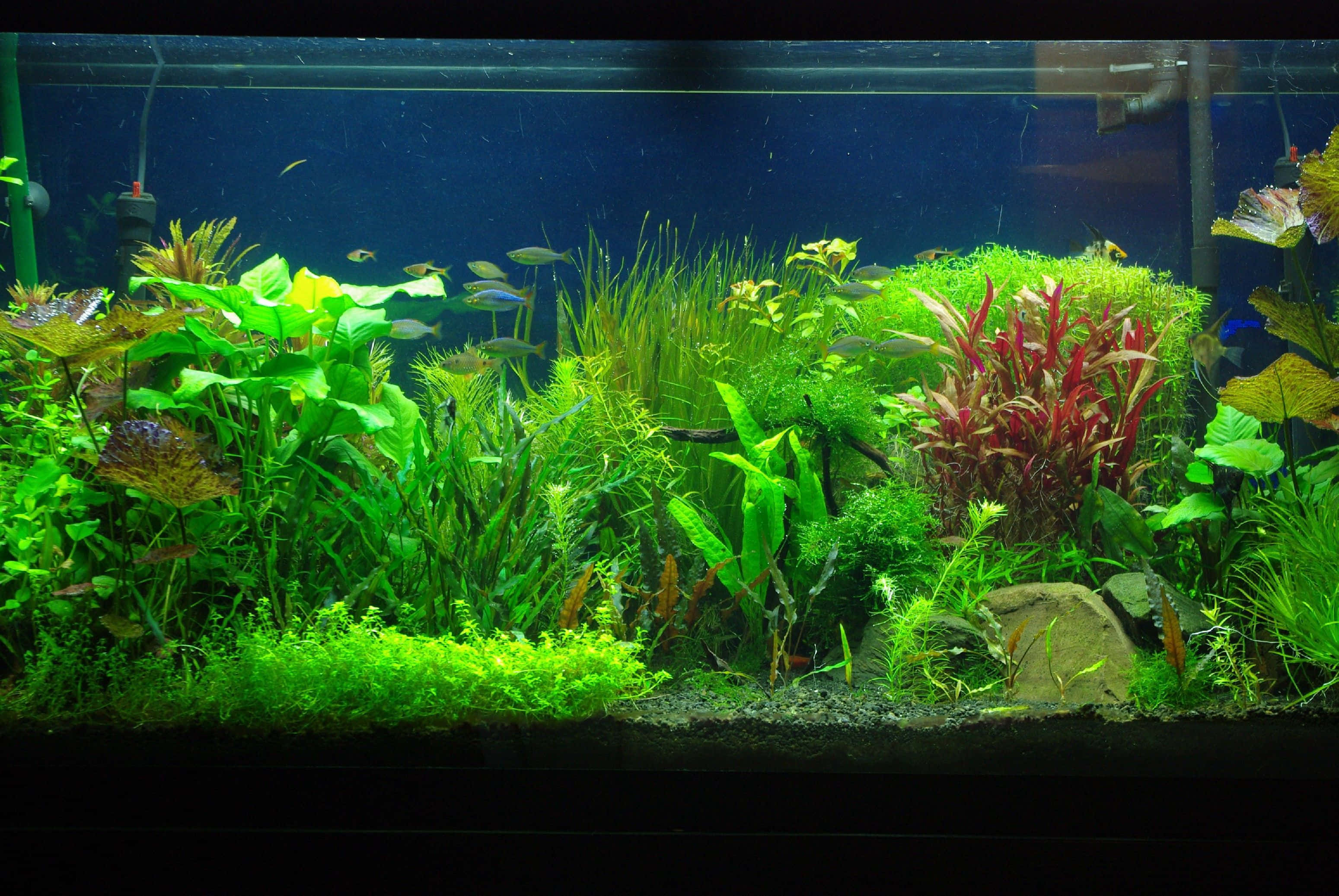 綠植水族箱背景 壁紙 — 充滿活力的淡水水族箱，茂密的綠色和紅色水生植物以及優雅游動的小魚。
