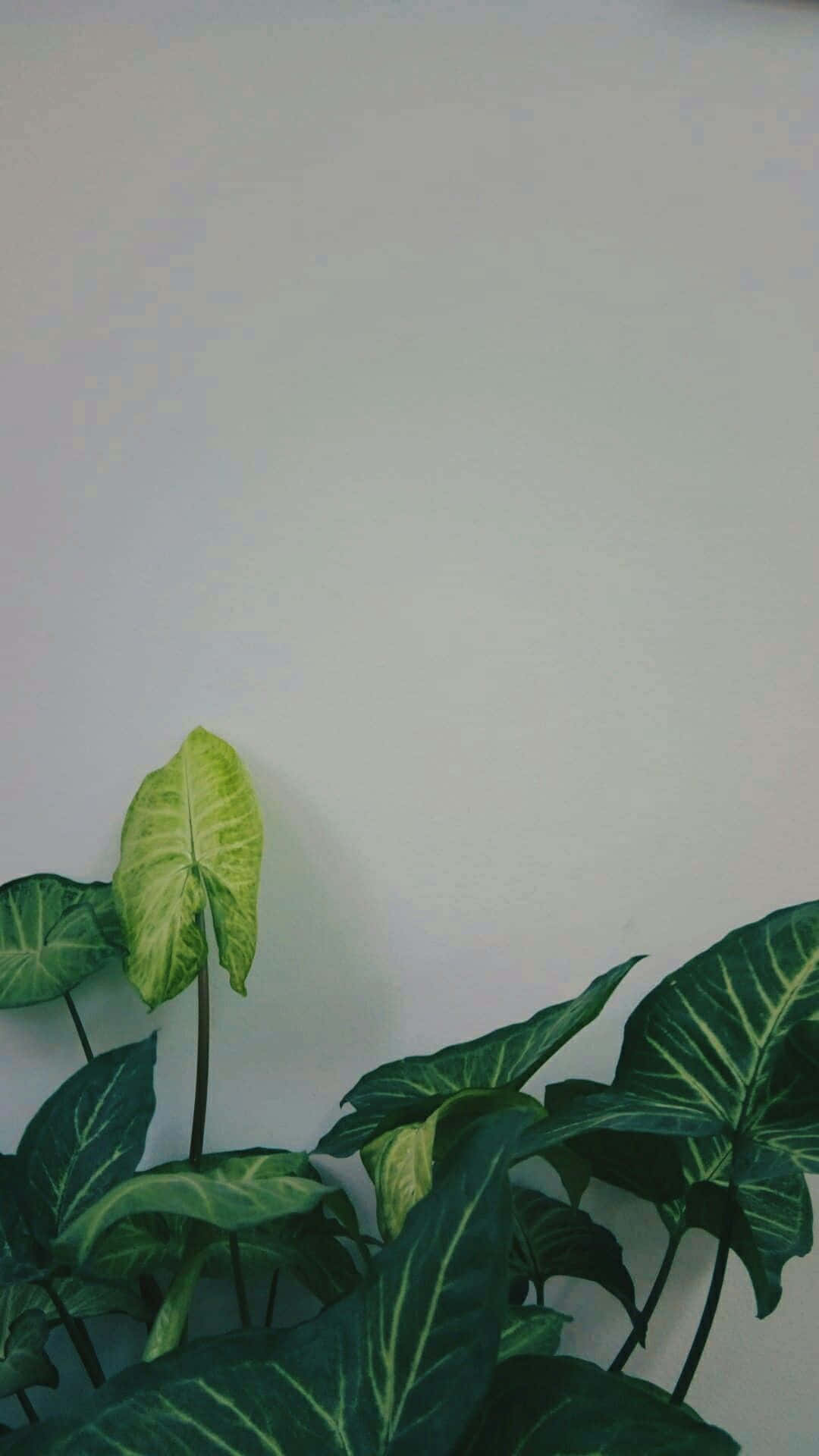 熱帶植物，葉子呈綠色和黃色，襯著純色牆壁。