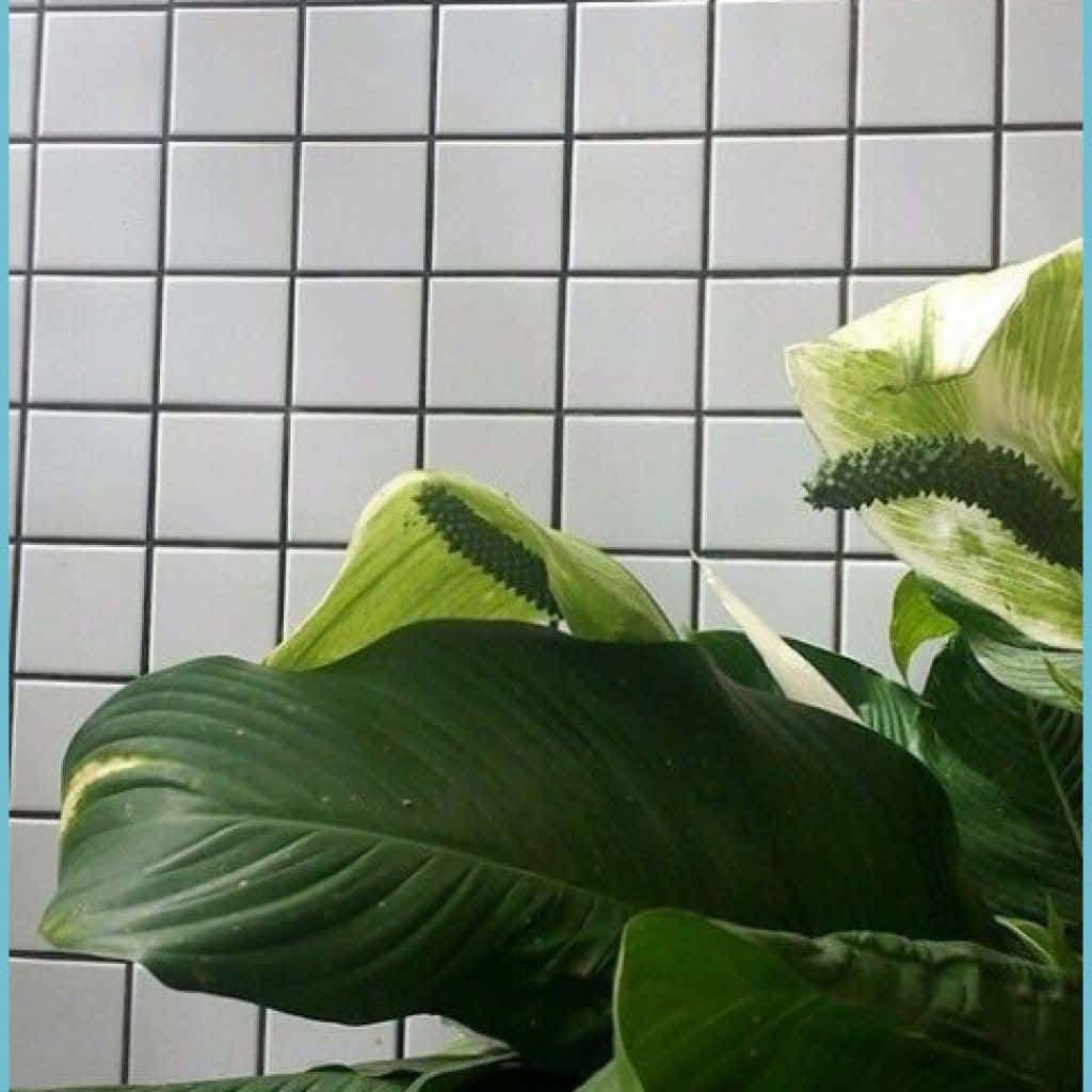帶有雜色葉片的和平百合植物，背景為白色瓷磚牆。